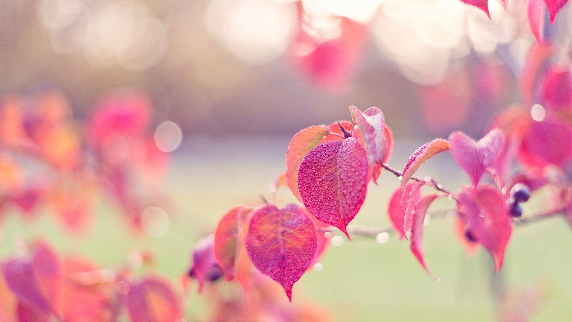 Pink Leaves Wallpapers Top Free Pink Leaves Backgrounds WallpaperAccess