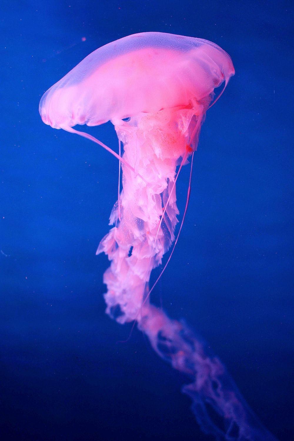 1000x1500 Jellyfish Picture [HD]. Download Free Image