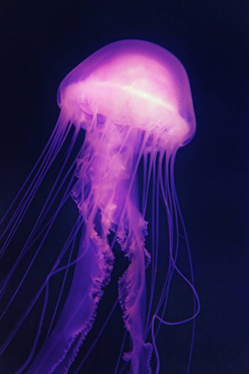 853x1280 Jellyfish wallpaper