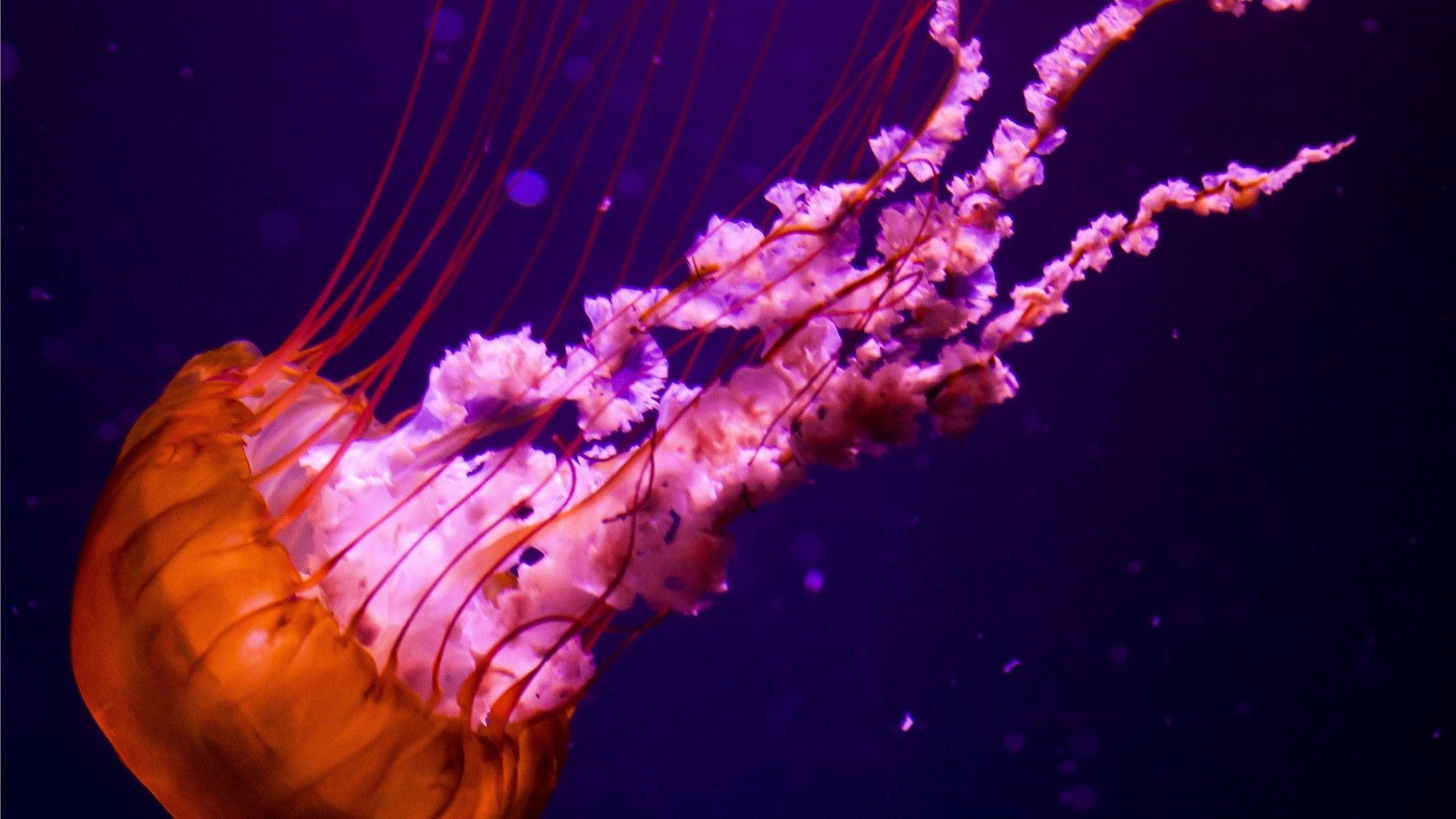 1920x1080 Free download jellyfish underwater ocean sea nature color orange pink wallpaper [1920x1080] for your Desktop, Mobile & Tablet. Explore Colorful Jellyfish Wallpaper. Colorful Jellyfish Wallpaper, Jellyfish Wallpaper, Jellyfish Background