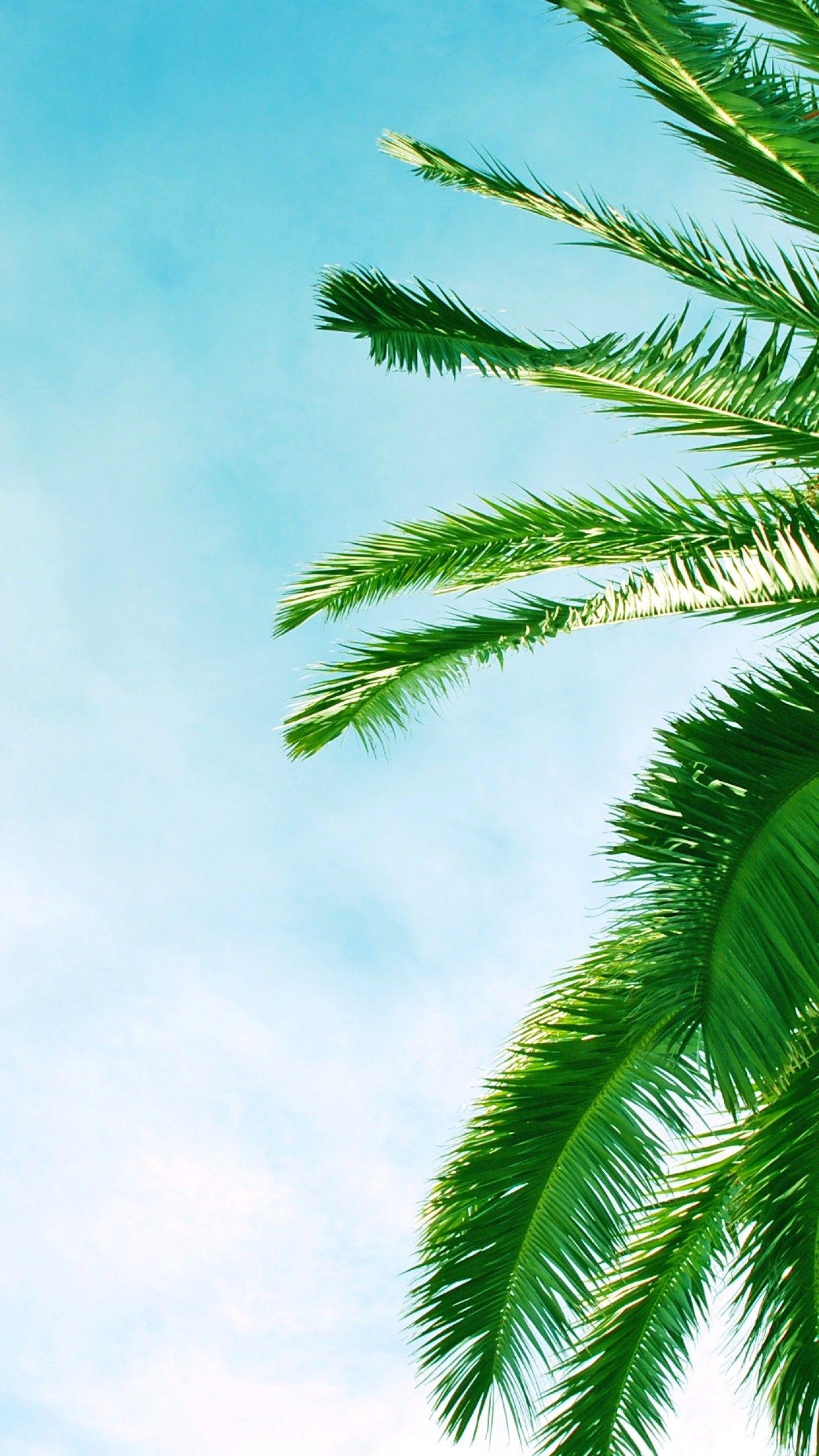 1440x2560 Palm Tree Wallpaper iPhone