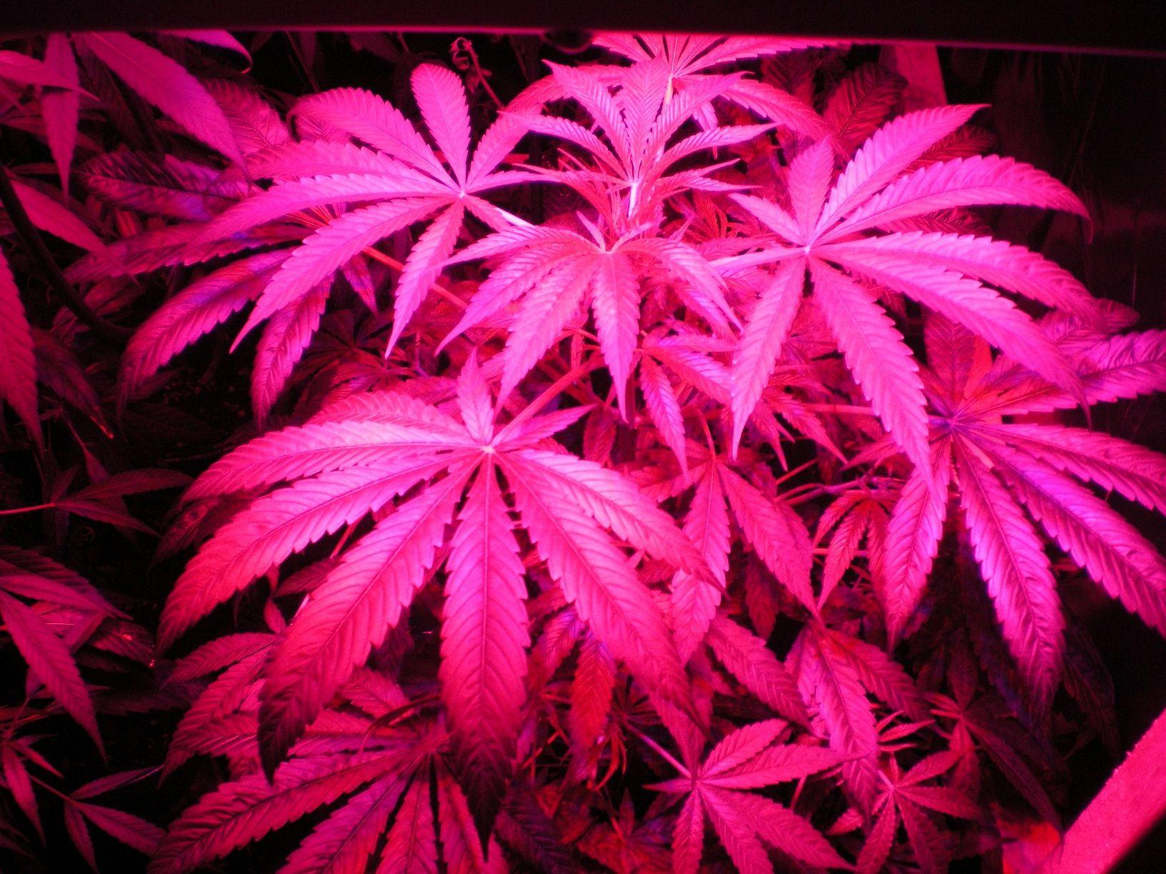 1632x1224 Free download Pink Weed Leaf Wallpaper Medical cannabis gro5jpg [1632x1224] for your Desktop, Mobile & Tablet. Explore Weed Leaf Wallpaper. Live Weed Wallpaper That Move, Cool Marijuana Wallpaper, Free