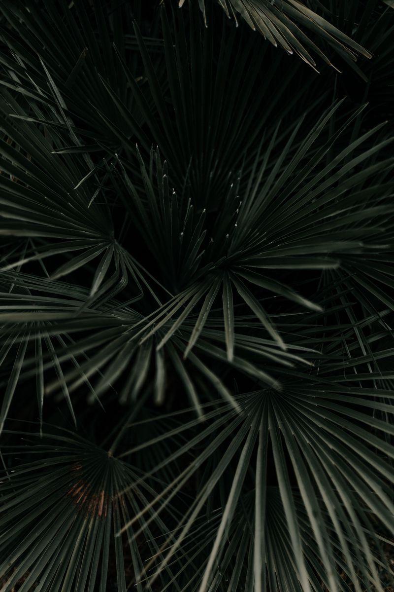 800x1200 Download Wallpaper 800x1200 Leaves, Palm, Tropical, Branches, Dark Green, Plant Iphone 4s 4 For Parallax HD Background