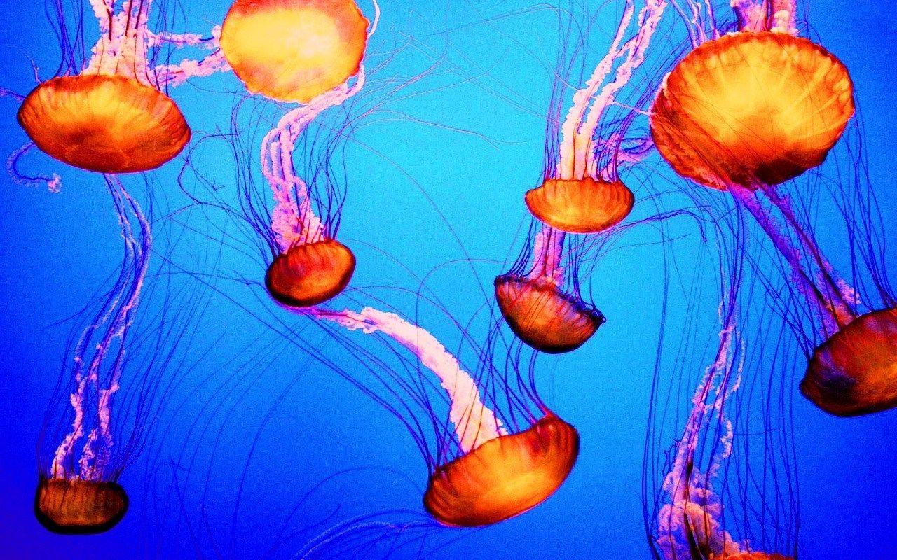 1280x800 Jellyfish Wallpaper. Princess Jellyfish Wallpaper, Live Jellyfish Wallpaper and Box Jellyfish Wallpaper