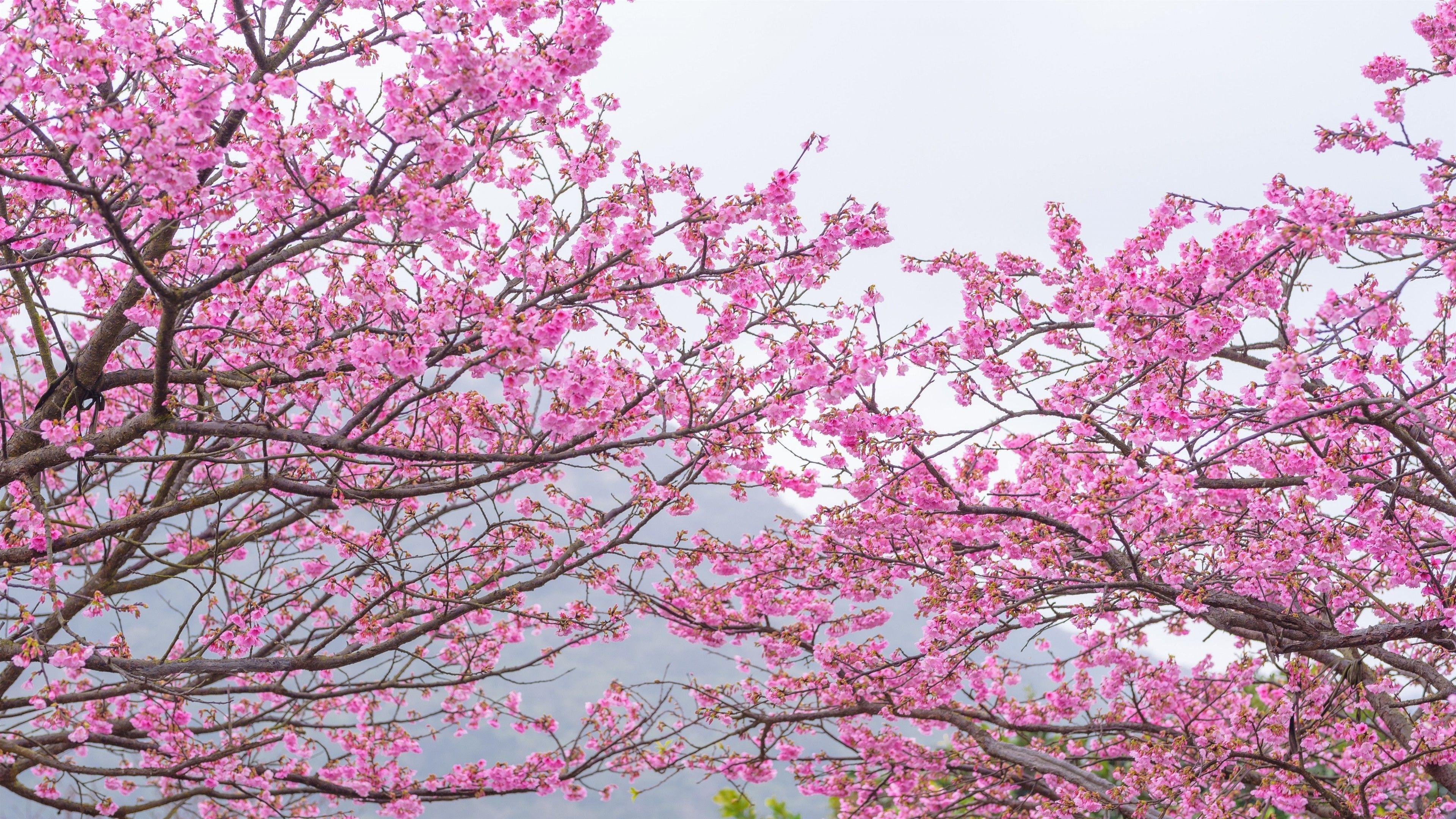 3840x2160 Download 3840x2160 Sakura Tree, Pink Leaves, Spring, Cherry Blossom Wallpaper for UHD TV