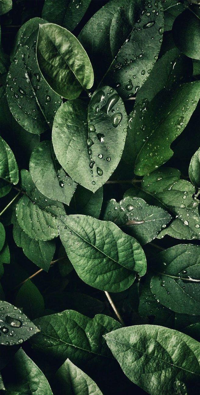 657x1299 Tropical Leaves, Botanicals, Leaf Phone Wallpaper