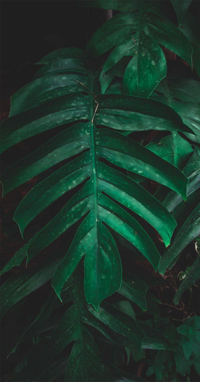 757x1443 Green Tropical Leaves Background Leaves, Download Wallpaper