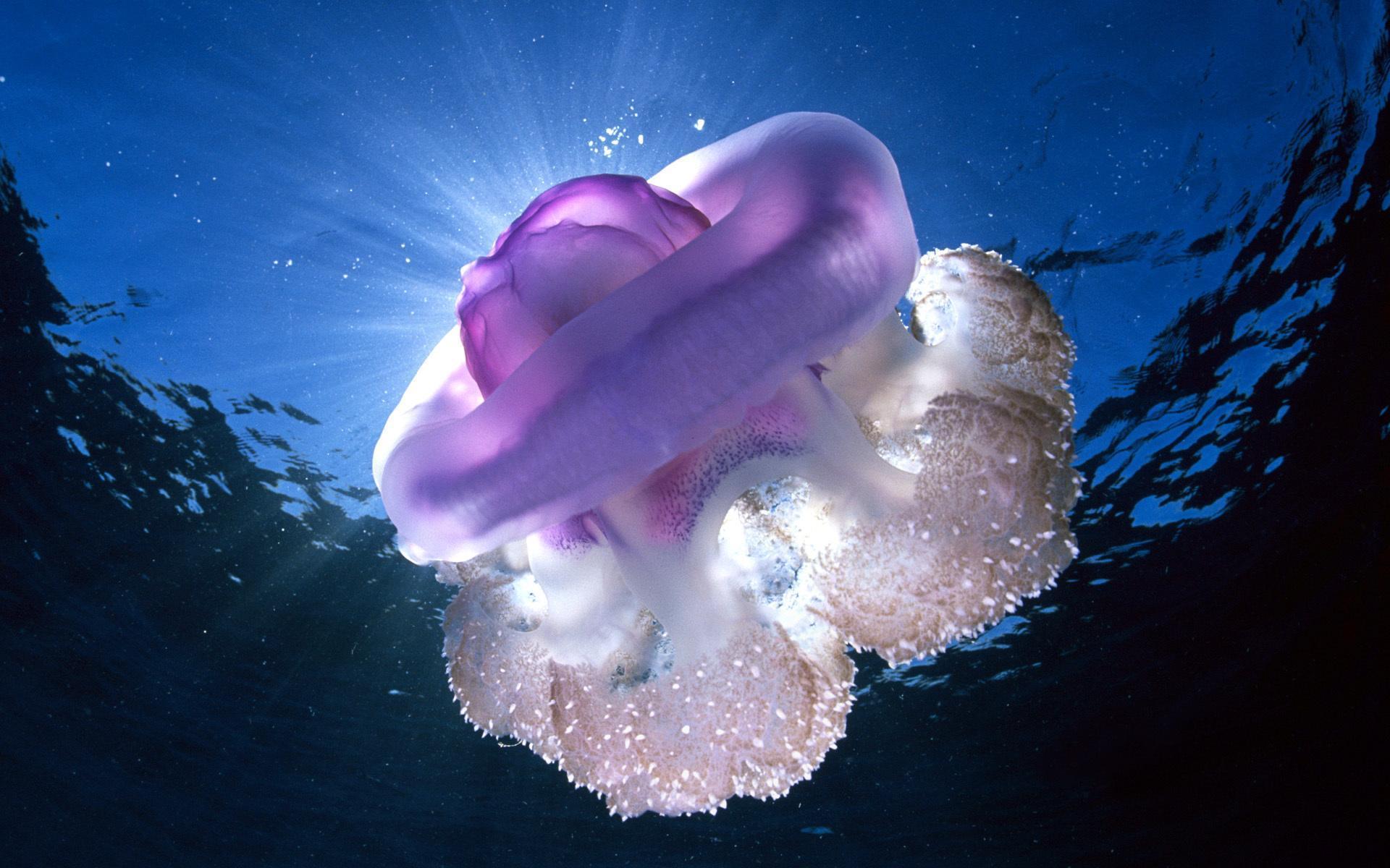 1920x1200 Jellyfish Wallpaper for Android