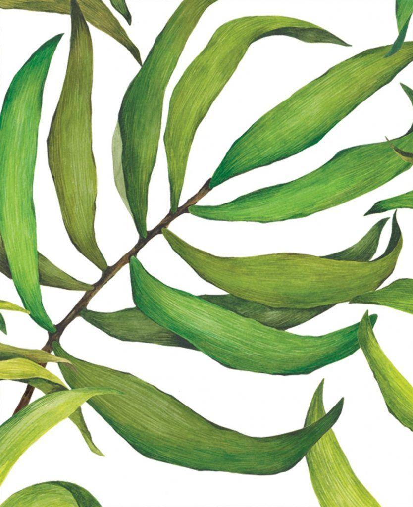 834x1024 Tropical Leaves Wallpaper HD