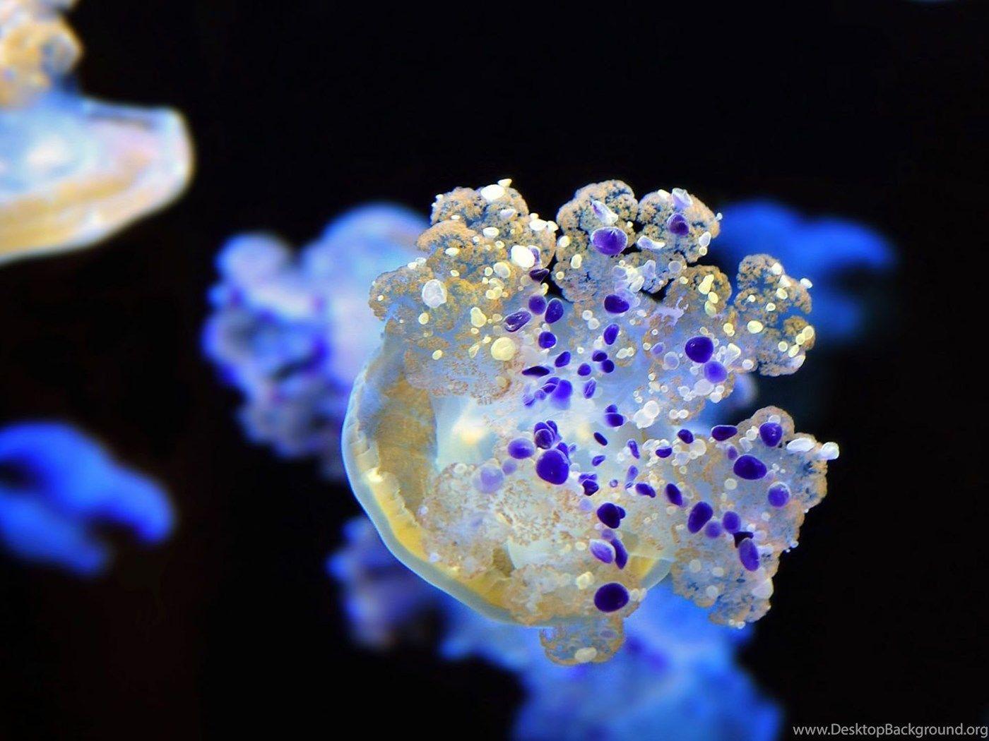 1400x1050 Colorful Jellyfish Wallpaper. Desktop Background