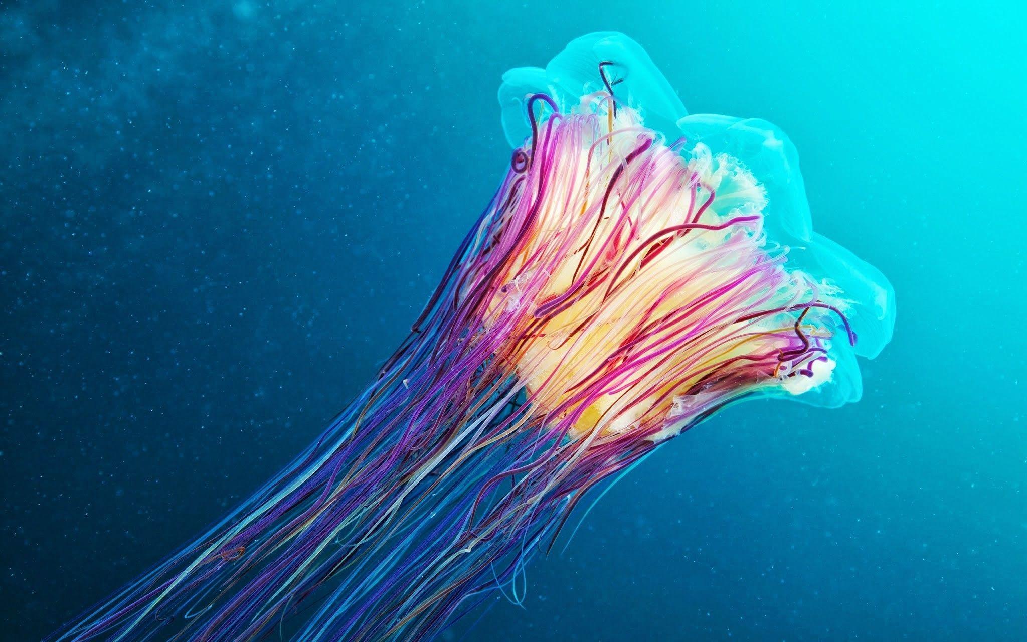 2048x1280 colorful, underwater, jellyfish wallpaper