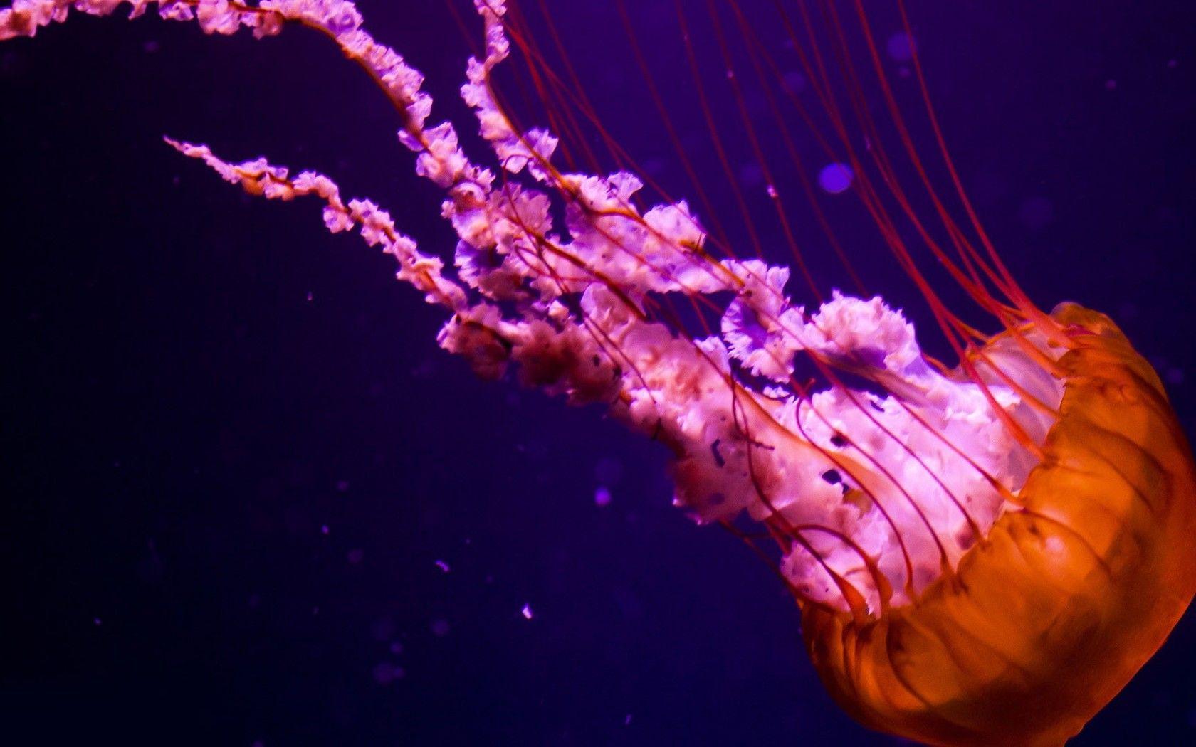 1680x1050 Free download Jellyfish wallpaper 9992 [1680x1050] for your Desktop, Mobile & Tablet. Explore Colorful Jellyfish Wallpaper. Colorful Jellyfish Wallpaper, Jellyfish Wallpaper, Jellyfish Background