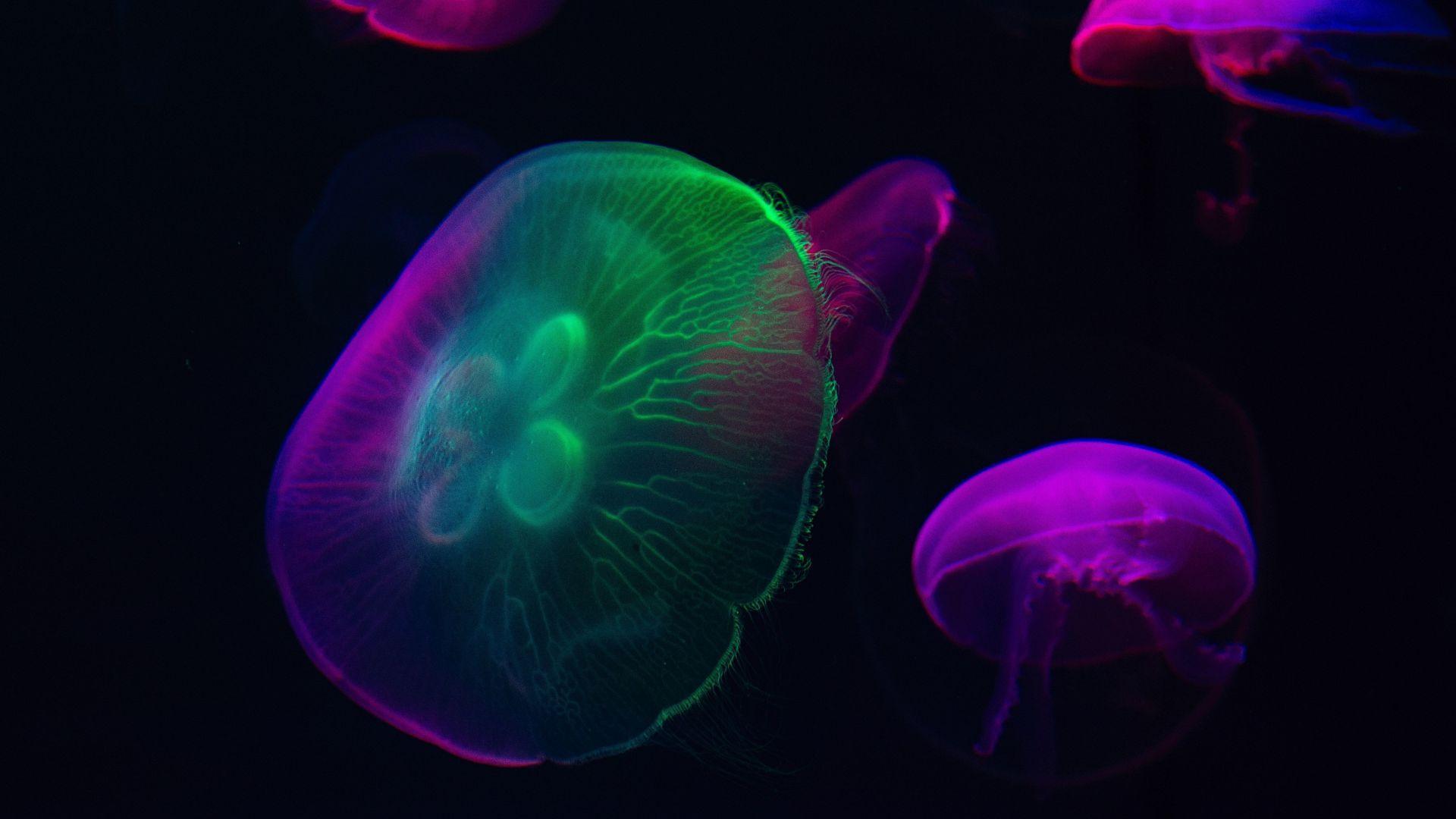 1920x1080 Desktop wallpaper neon glow, colorful, jellyfish, HD image, picture, background, 288dc8