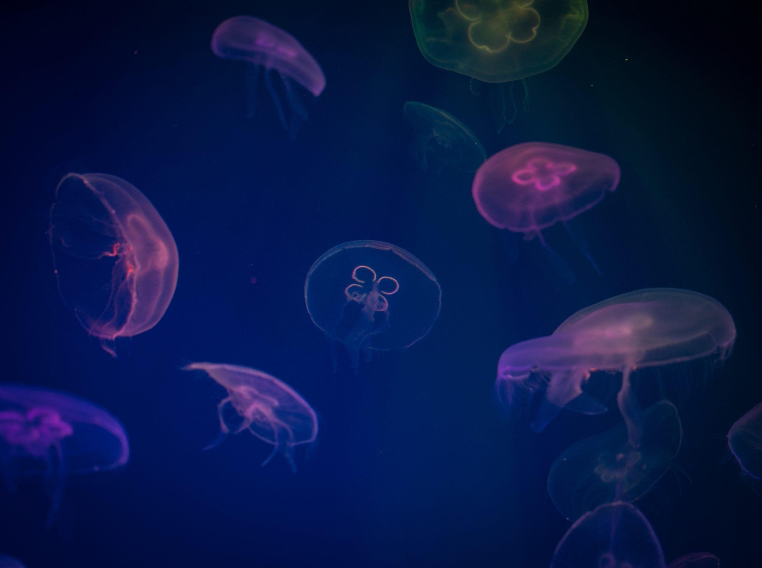 2560x1909 Jellyfish Digital Art Colorful Jellyfish Dark Blue Background Wallpaper