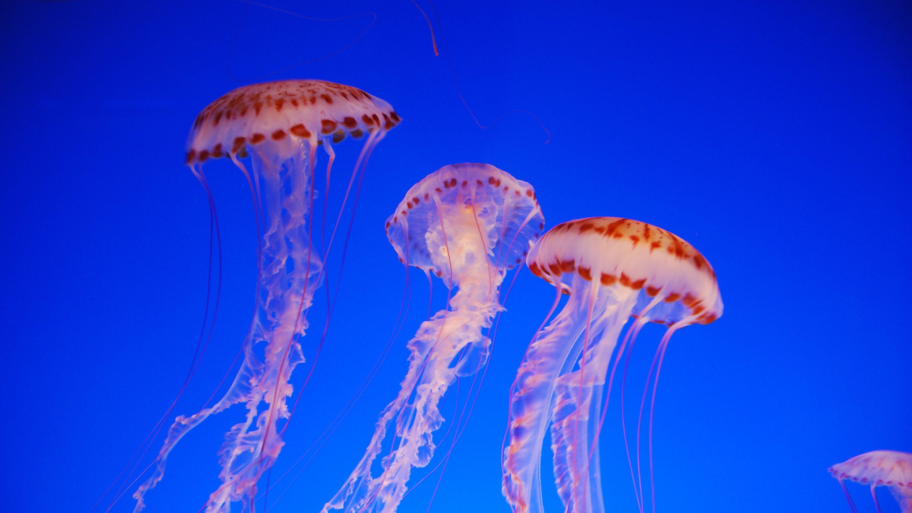 3840x2160 Wallpaper Nettle, 4k, 5k wallpaper, Jellyfish, medusa, Pacific Sea, blue, water, diving, tourism, Colorful, sealife, underwater, World's best diving sites, Animals