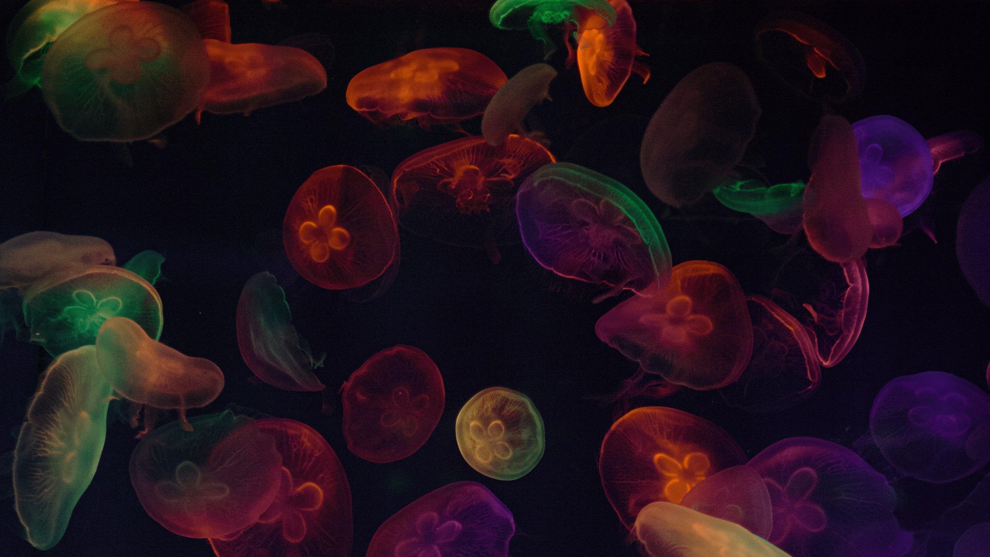 3840x2160 Jellyfishes 4K Wallpaper, Multicolor, Black background, Underwater, Colorful, Sea Life Aquarium, Animals