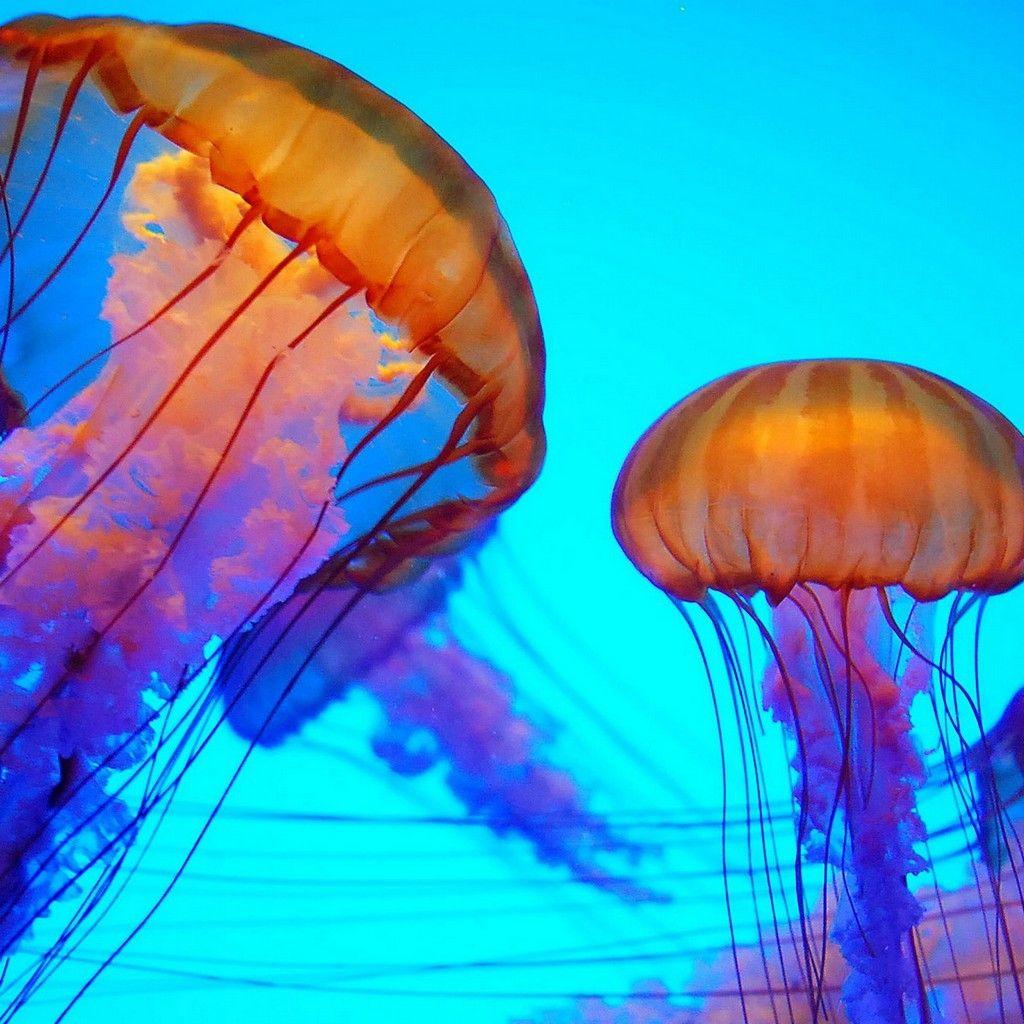 1024x1024 Free download colorful jellyfish ColorsBold Beautiful Pinterest [1024x1024] for your Desktop, Mobile & Tablet. Explore Colorful Jellyfish Wallpaper. Colorful Jellyfish Wallpaper, Jellyfish Wallpaper, Jellyfish Background