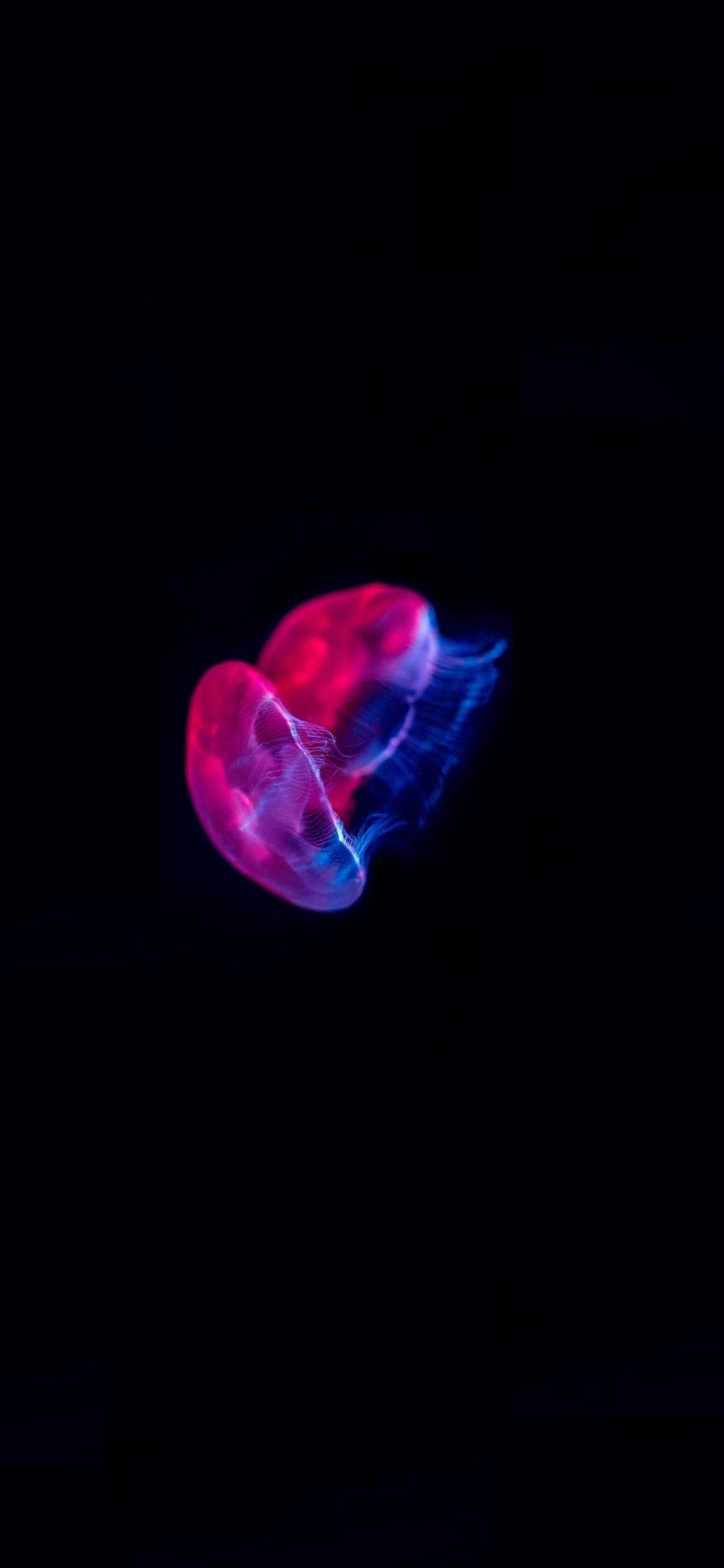 1125x2436 Download 1125x2436 Wallpaper Colored Jellyfish, Pink Blue Glow, Minimal, Iphone X 1125x2436 HD Image, Background, 24637