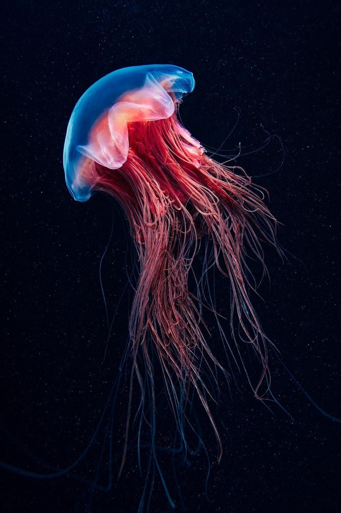 1196x1800 Jellyfish Underwater Biology Fish Ocean Color Water Alexander Semenov