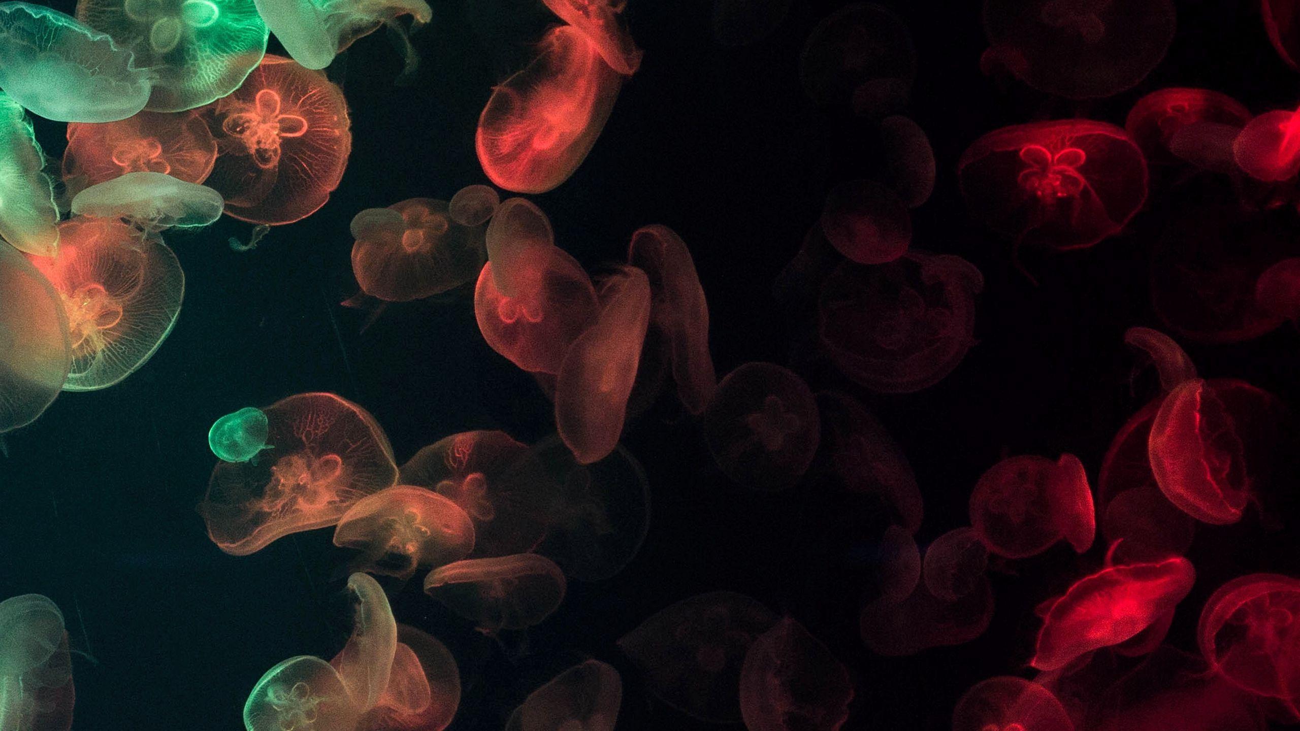 2560x1440 Download wallpaper 2560x1440 jellyfish, underwater, glow, colorful, dark widescreen 16:9 HD background