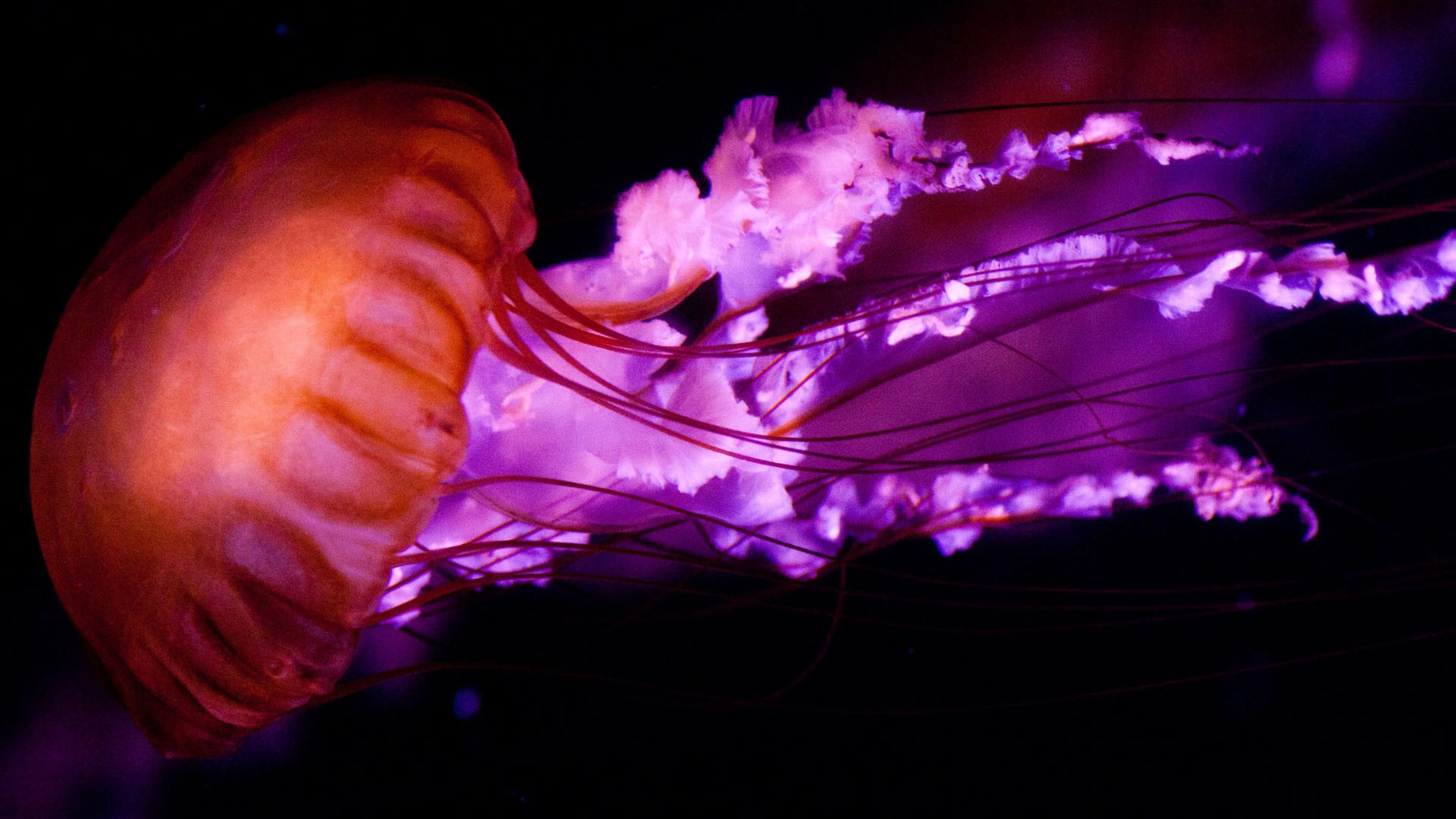 3840x2160 Jellyfish Purple Colourful Red Wasnt Wallpaper Wide For Mobile Phone Laptop :