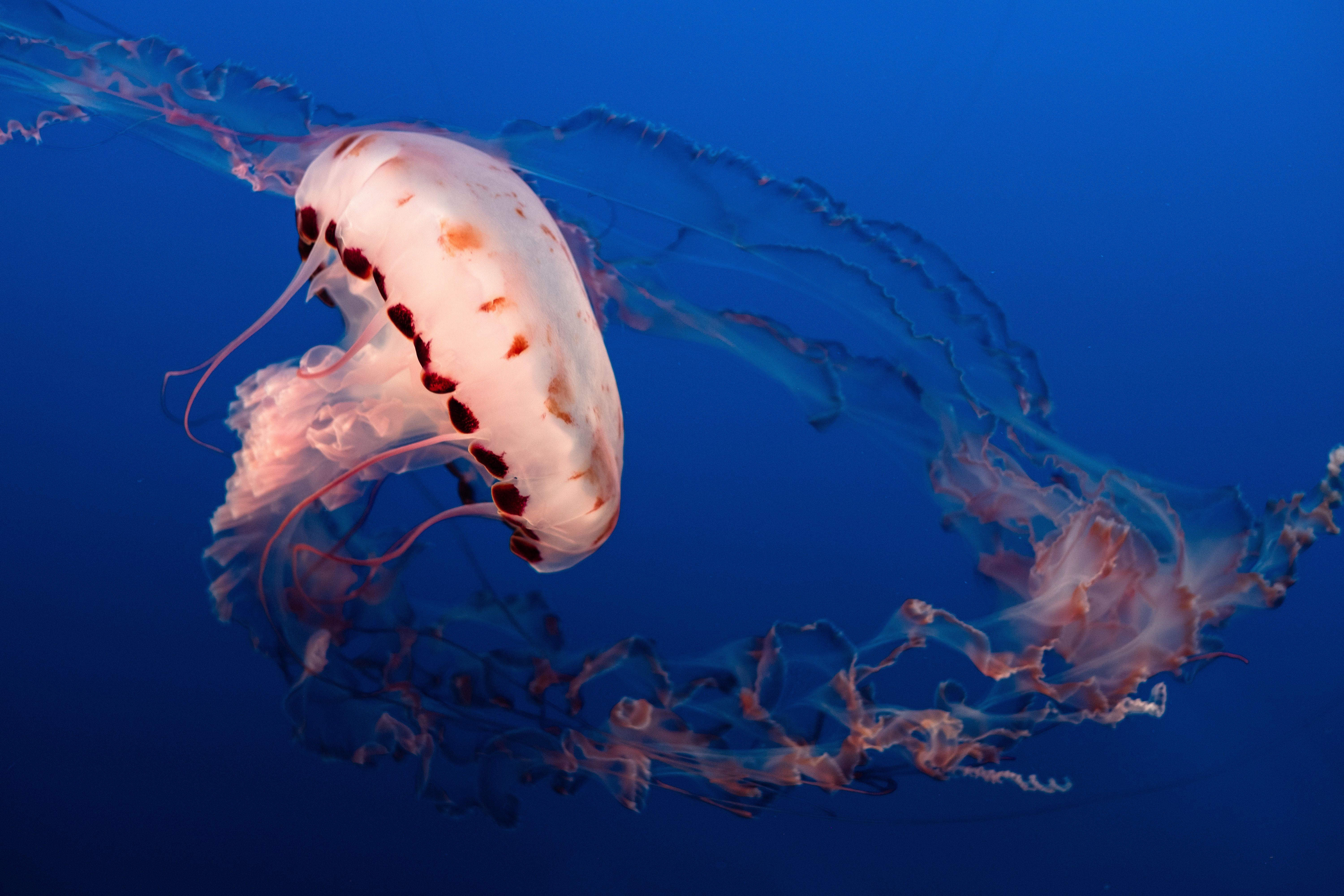6000x4000 6000x4000 #wild, #sealife, #life, #beautiful, #colorful, #jellyfish, #aquarium, #jelly, #water, #fish, #blue, #sea, #animal, #ocean, #Public domain image, #bright. Mocah.org HD Desktop Wallpaper