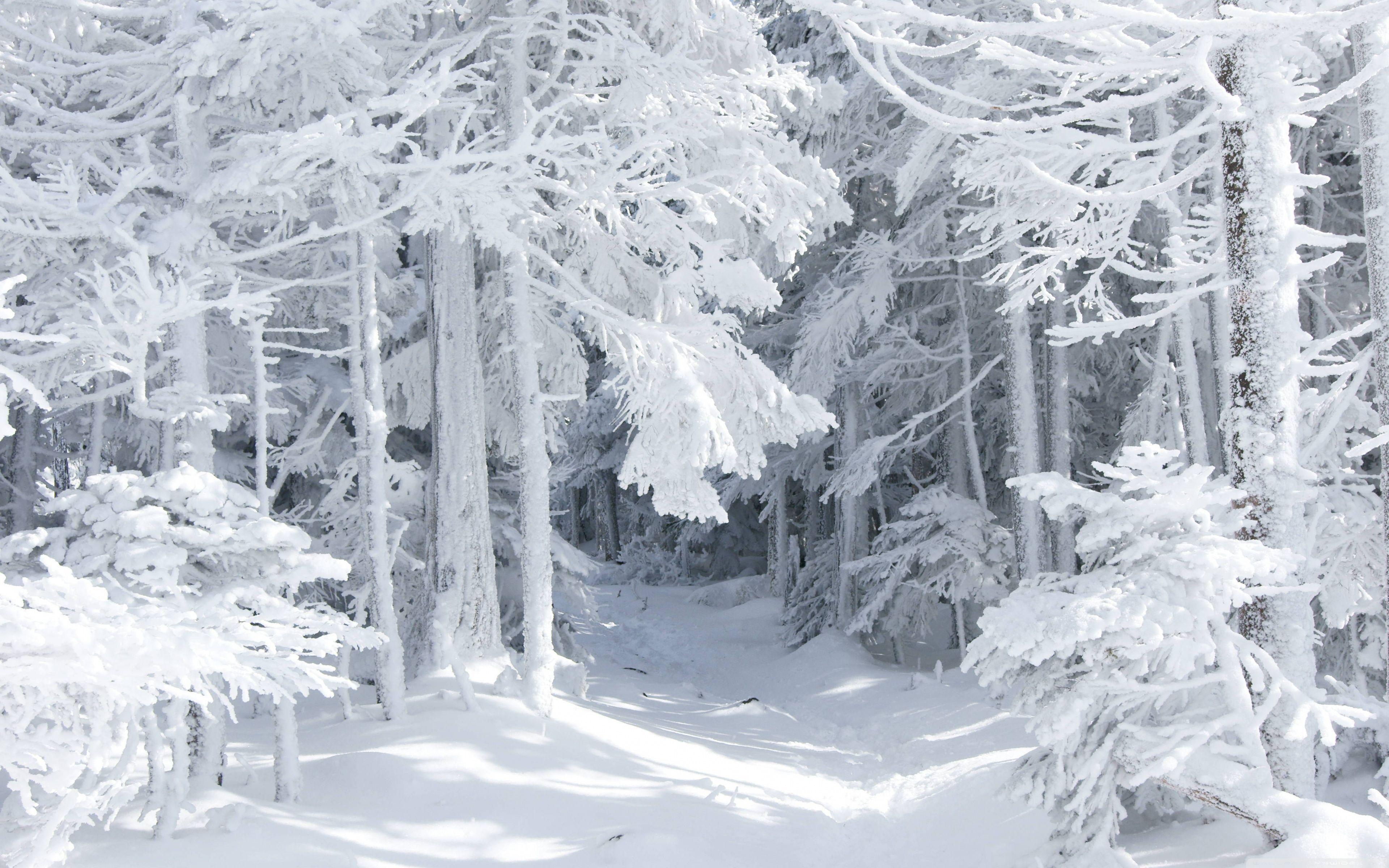 3840x2400 Winter Snow White. Winter background, Winter landscape, Winter wallpaper