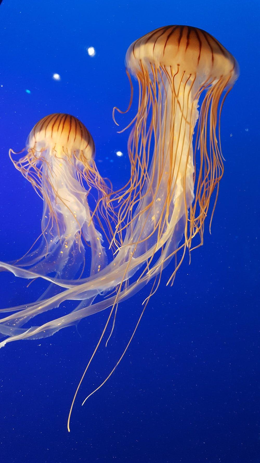 1000x1778 Jellyfish Picture [HD]. Download Free Image