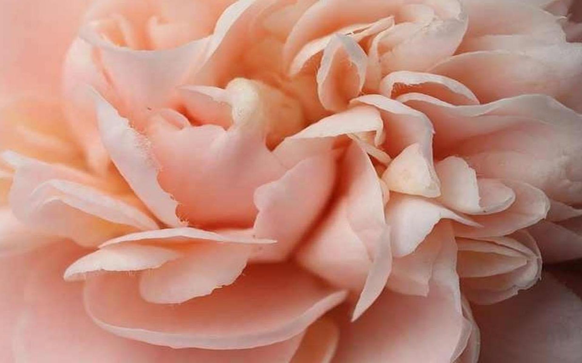 1920x1200 Peach Wallpaper
