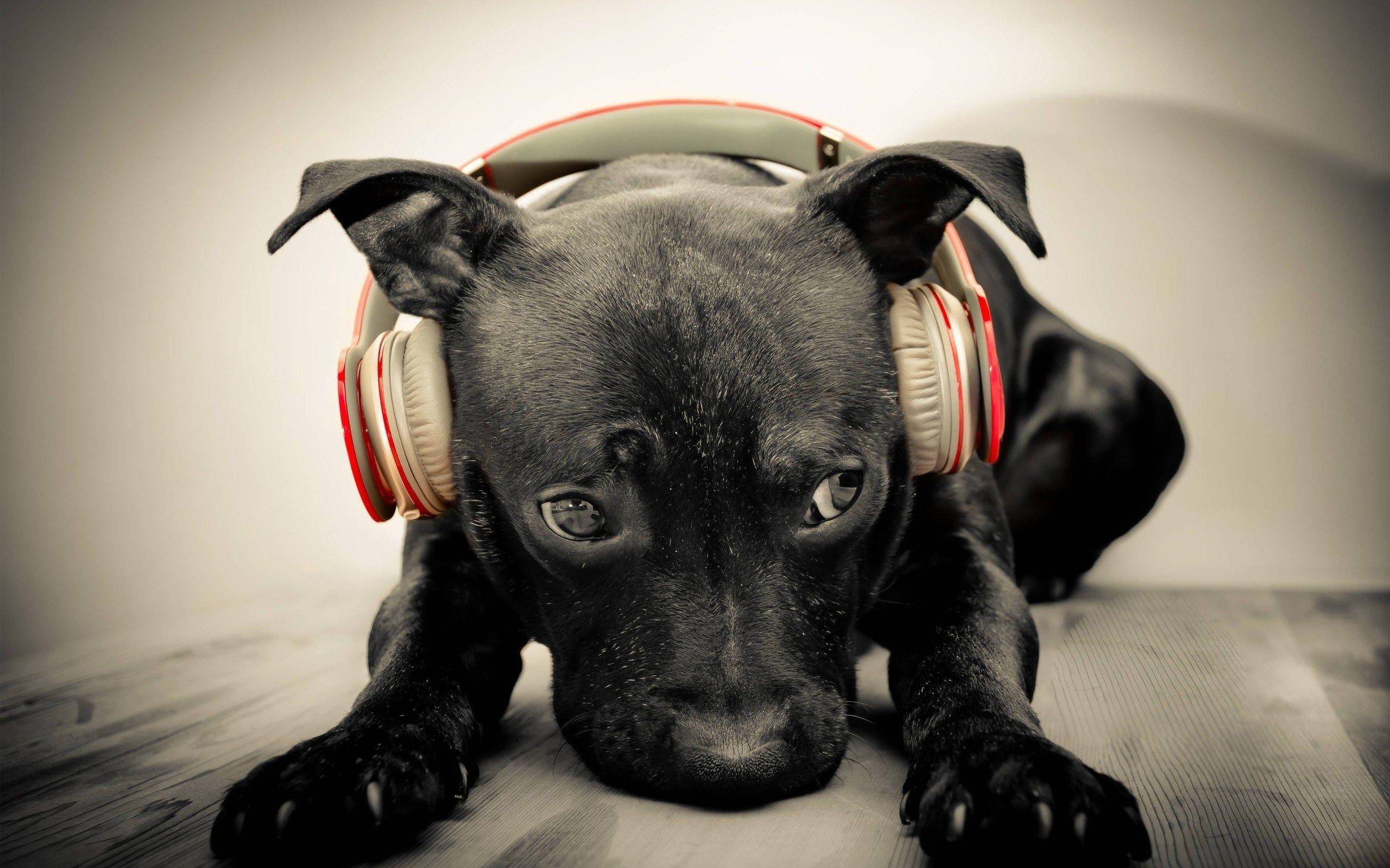 2560x1600 Cute Black Puppy Headphones Music Desktop Wallpaper