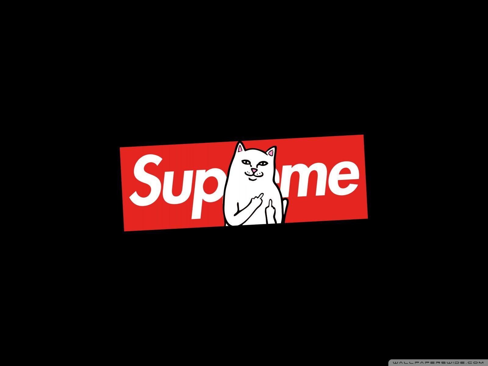 1600x1200 Supreme Cat Ultra HD Desktop Background Wallpaper for 4K UHD TV : Multi Display, Dual Monitor : Tablet