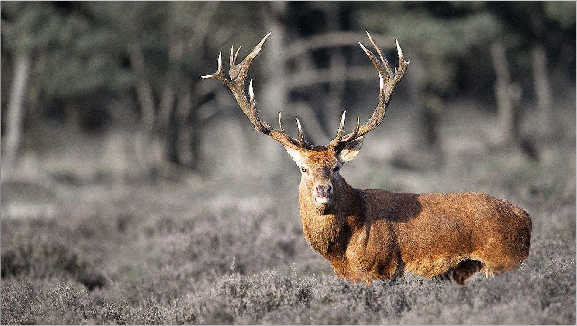 1929x1089 free hunting wallpaper beautiful collection