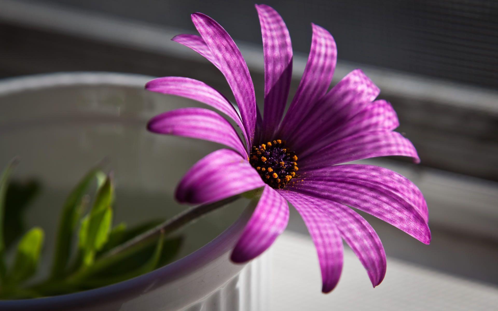 1920x1200 Flower Wallpaper For Desktop wallpaper. Beautiful flowers wallpaper, HD flower wallpaper, Purple flowers wallpaper