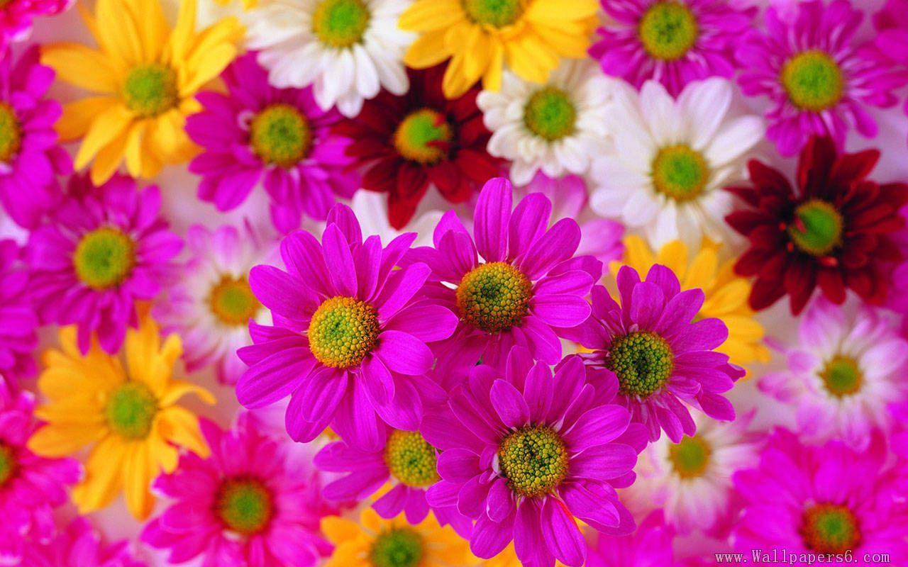 Color Flower Wallpapers - Top Free Color Flower Backgrounds -  WallpaperAccess