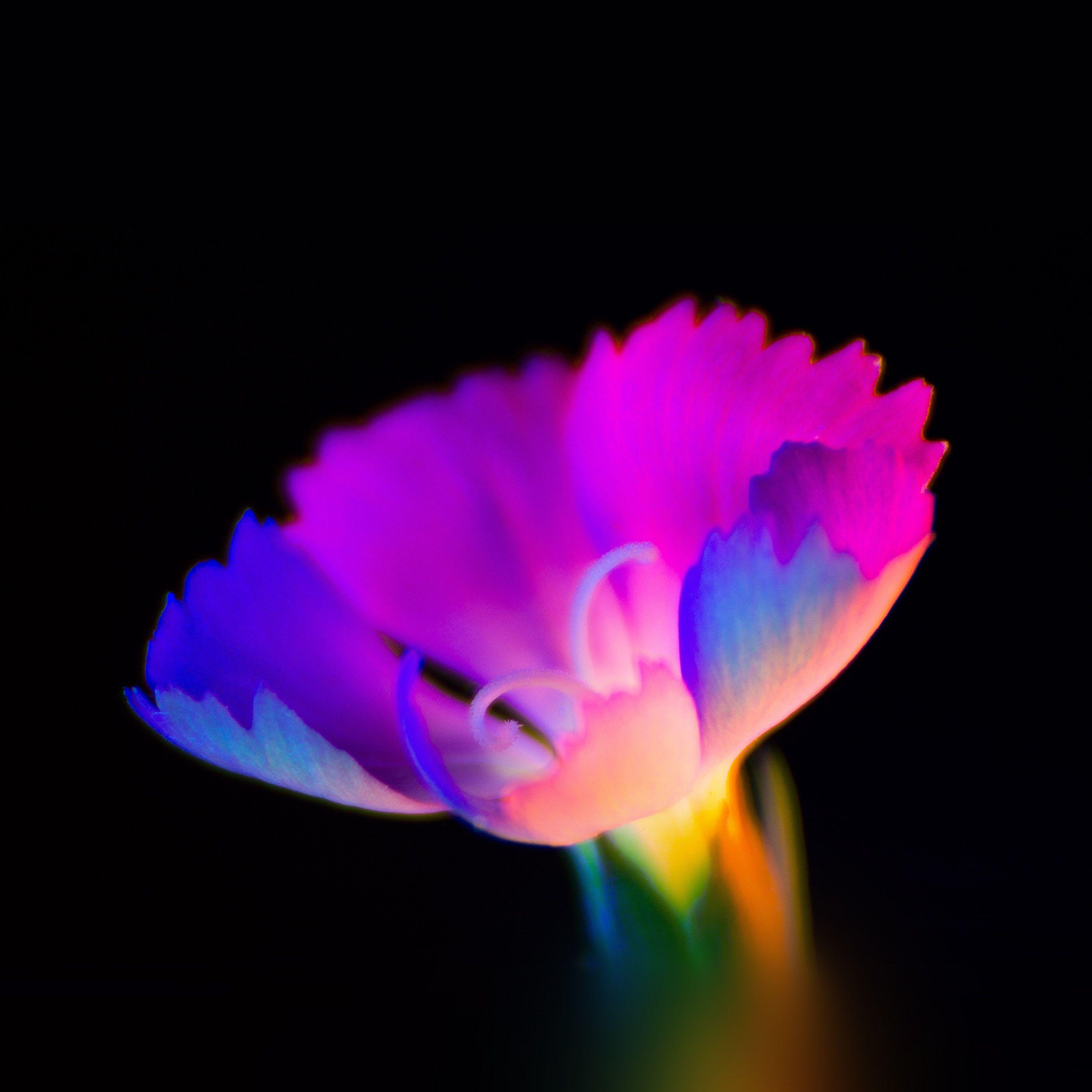 2732x2732 Flower Dark Neon Color Art Wallpaper