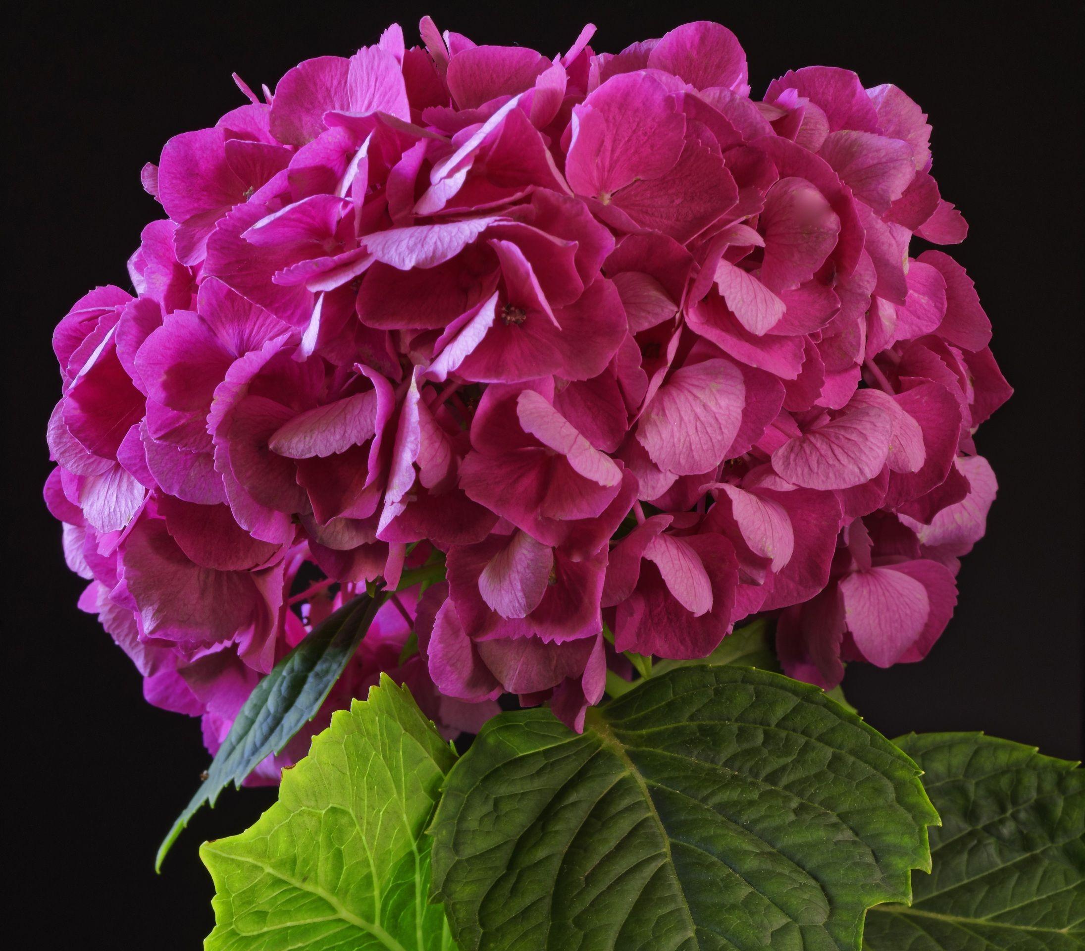 2191x1920 Desktop Wallpaper Pink color flower Hydrangea Closeup 2191x1920
