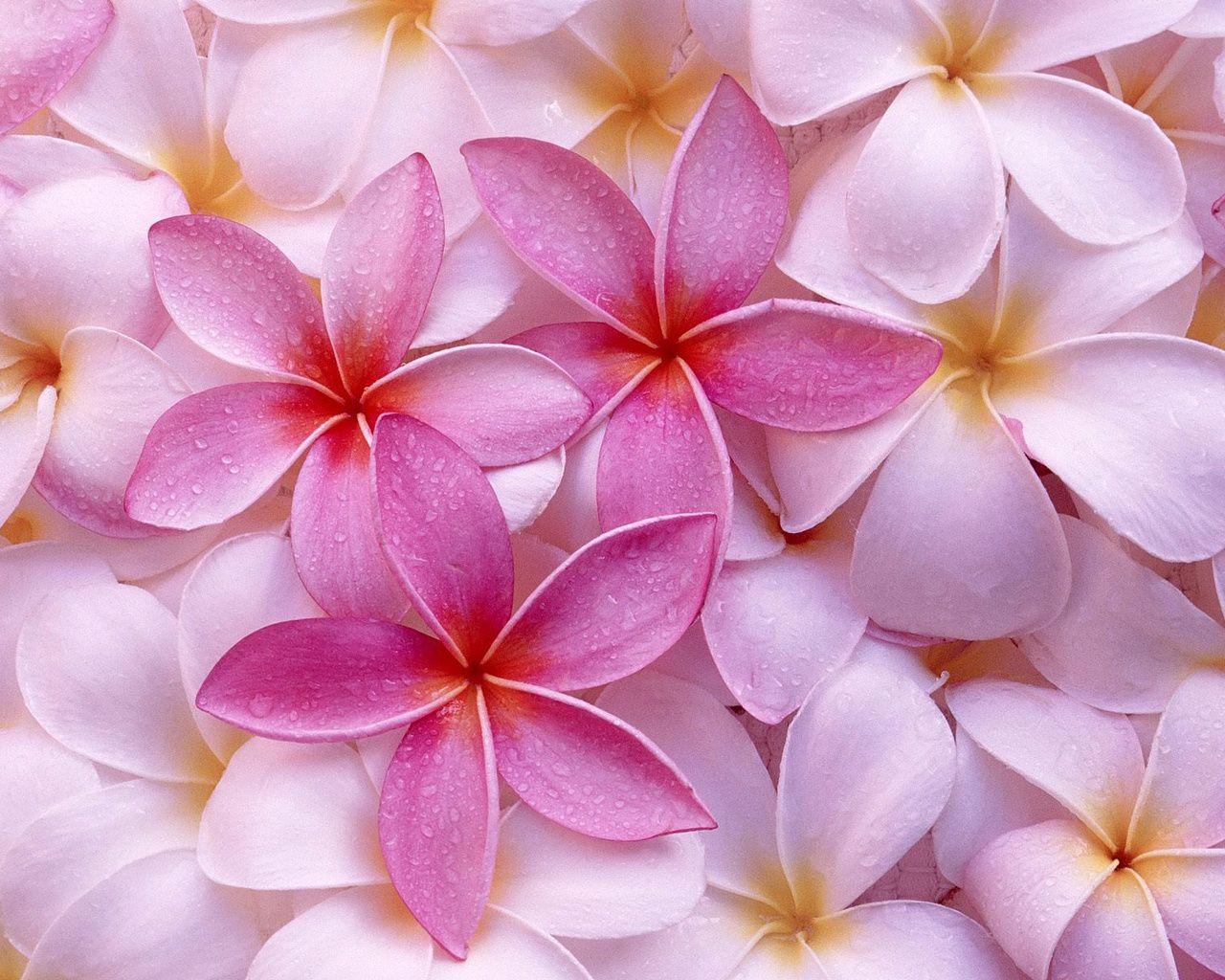 1280x1024 Pink Colour Flowers Wallpaper HD Wallpaper