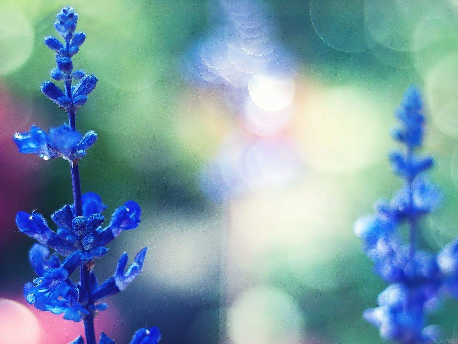 1600x1200 Free download Color Blue Flowers Wallpaper New HD Wallpaper [1600x1200] for your Desktop, Mobile & Tablet. Explore Color Roses Wallpaper HD. Cool Color Wallpaper, Colored Background Wallpaper, One Color Wallpaper