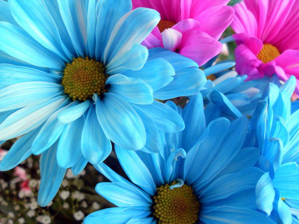 1024x768 Blue Daisy Flower Wallpaper HD Wallpaper
