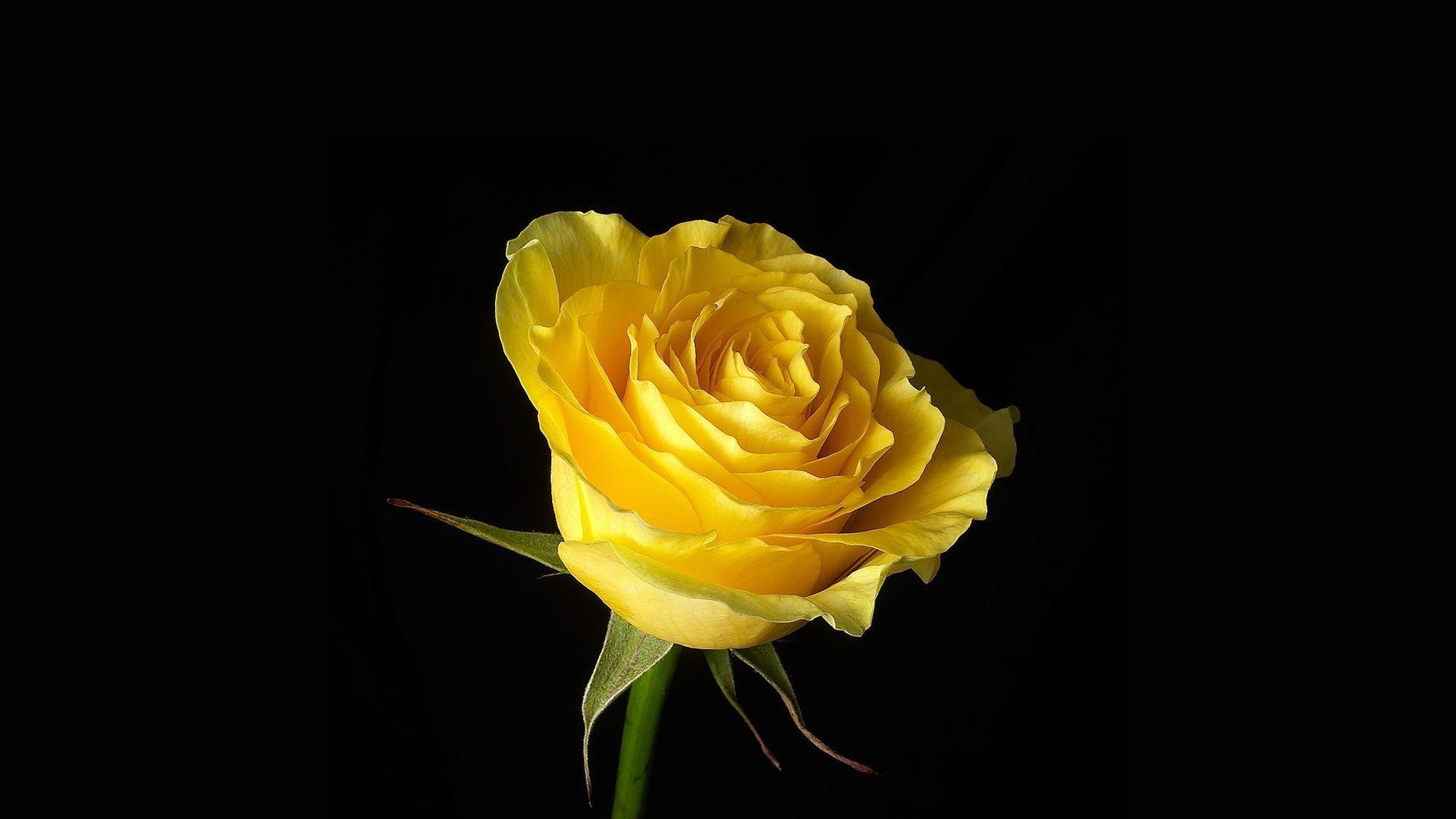 1920x1080 perfect, wallpaper, pretty, Hue, flowers, beautiful, color, black background, yellow, single rose, warm, stunning, awesome, nature, rose wallpaper