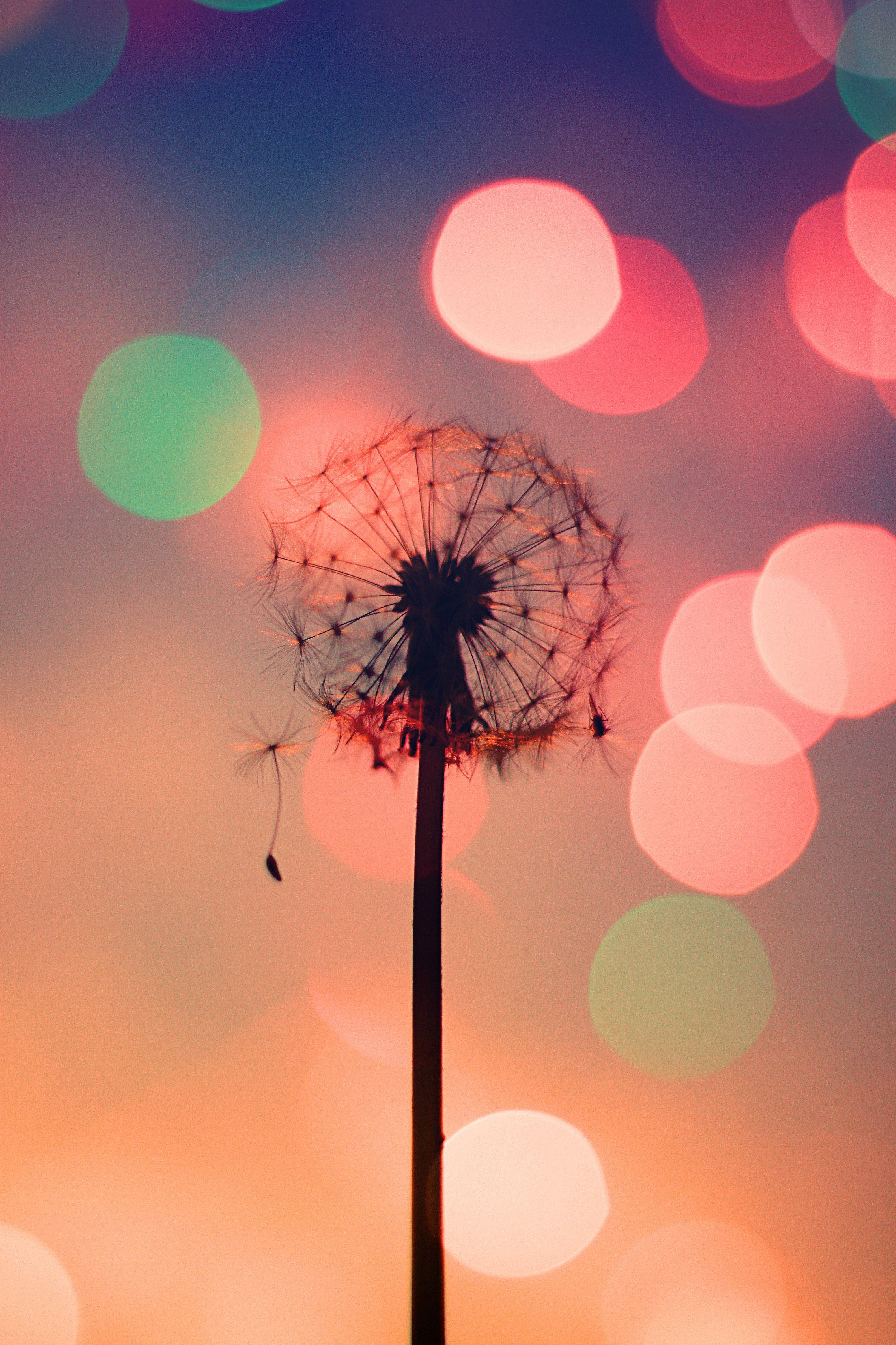 3168x4752 color, Light, Flower Wallpaper HD / Desktop and Mobile Background