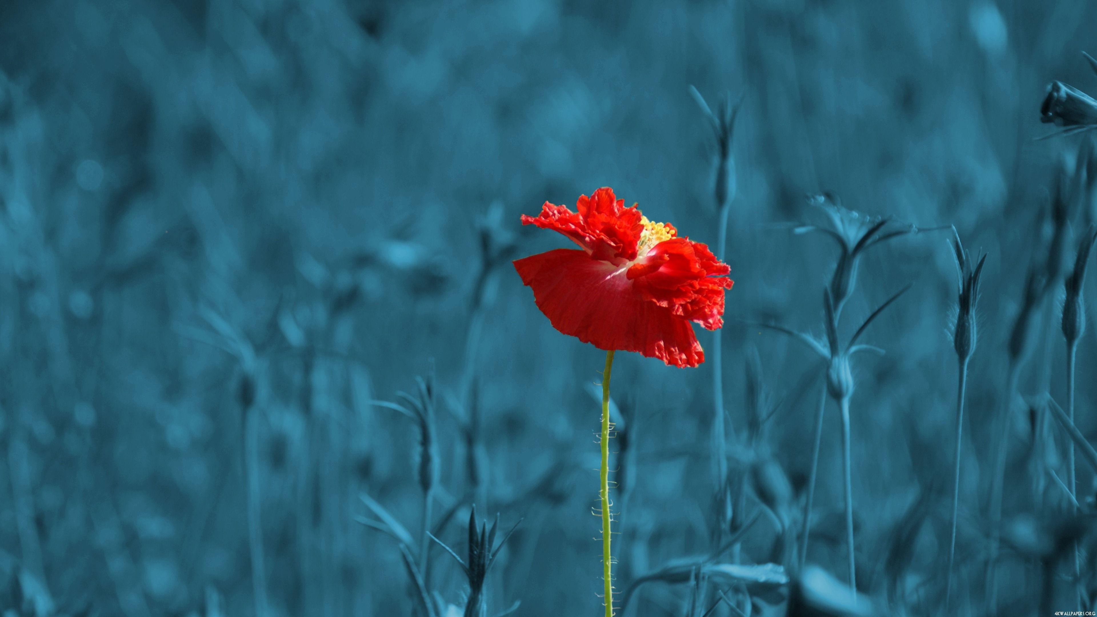 3840x2160 4K Selective Color Red Flower Wallpaper