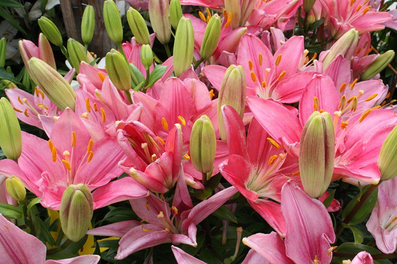 1280x853 Wallpaper Lilium Pink Color Flowers Flower Bud