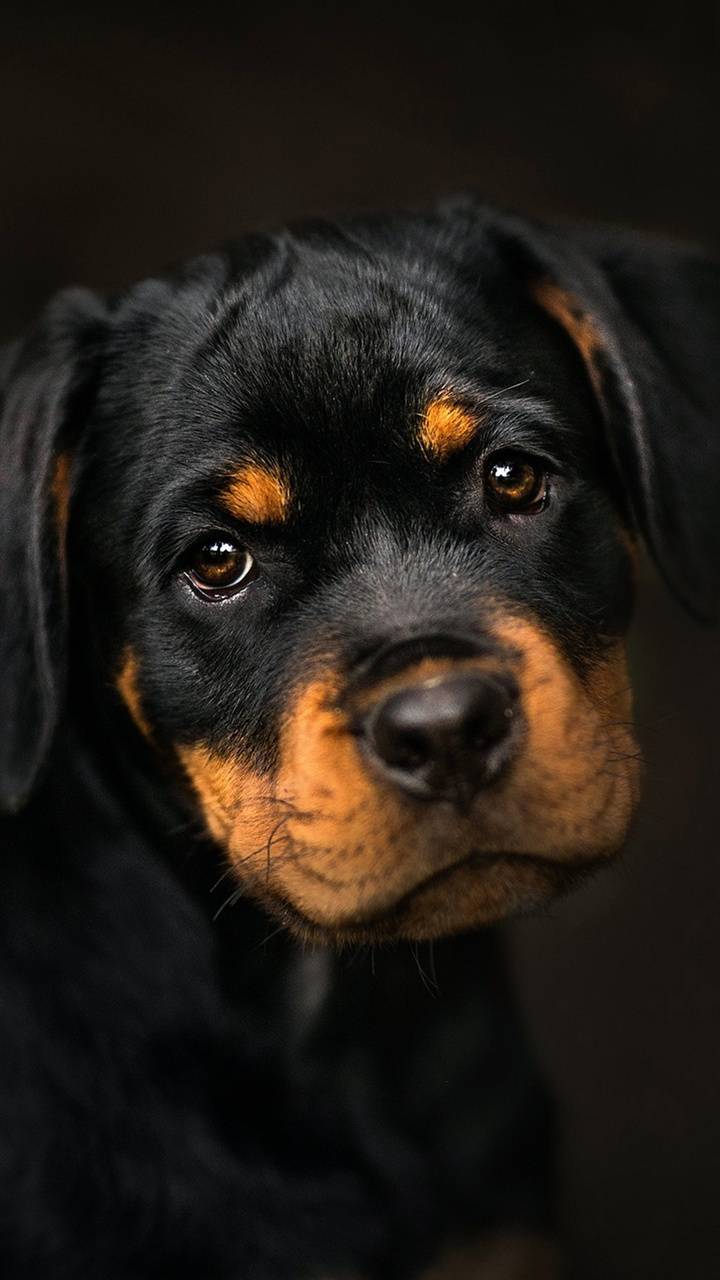 720x1280 Rottweiler PUPPY wallpaper