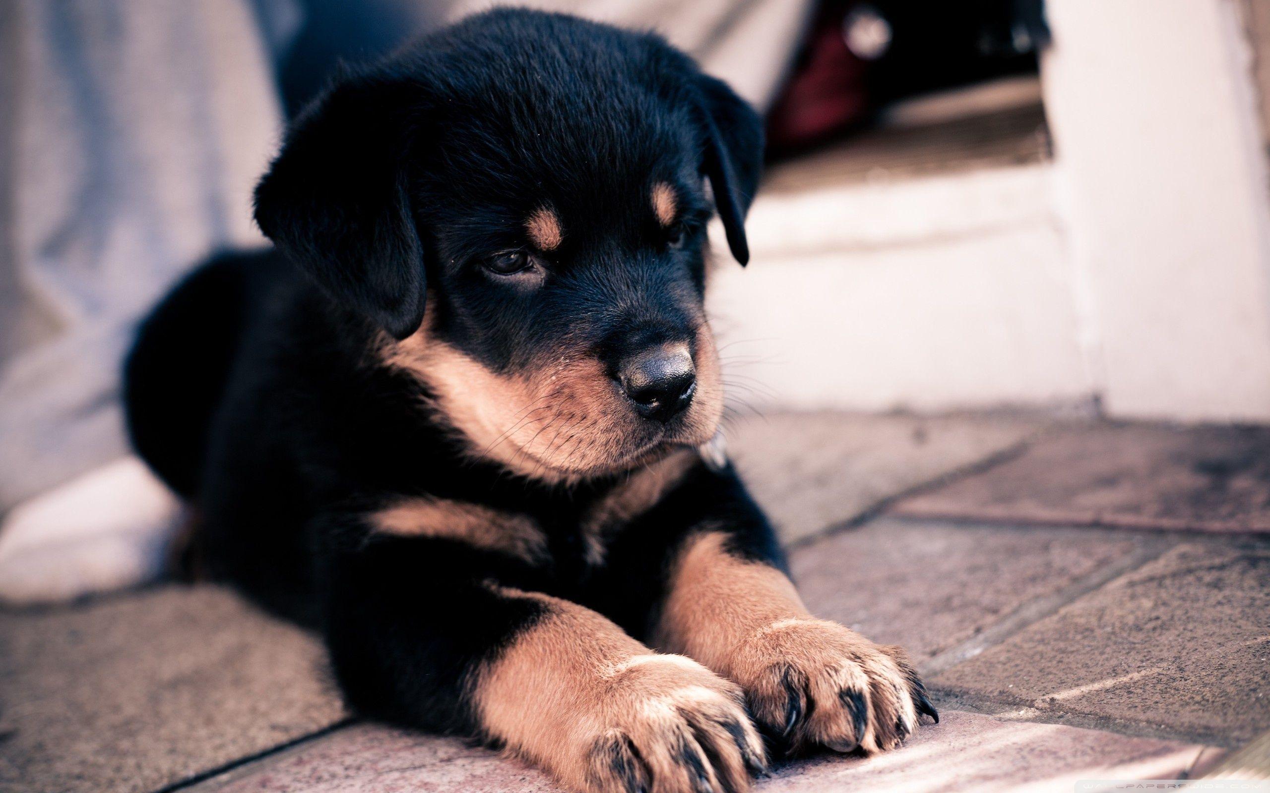 2560x1600 Rottweiler Puppies wallpaperx1600