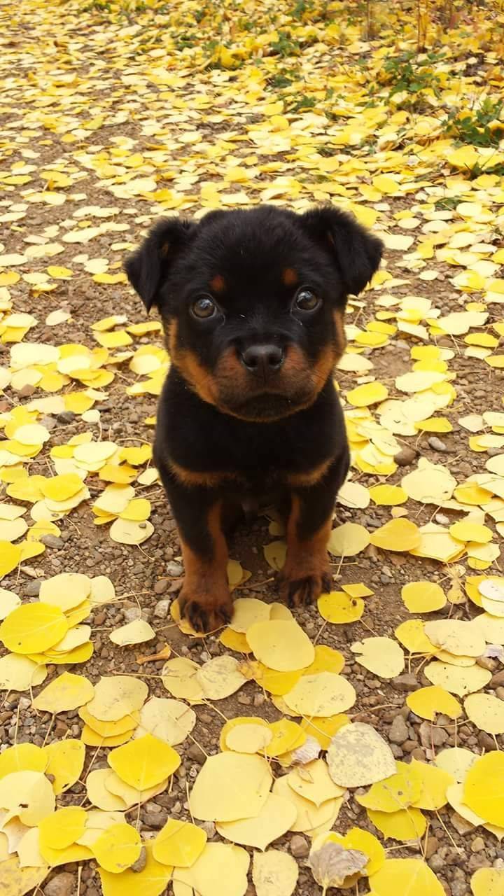 720x1280 rottweiler puppy wallpaper