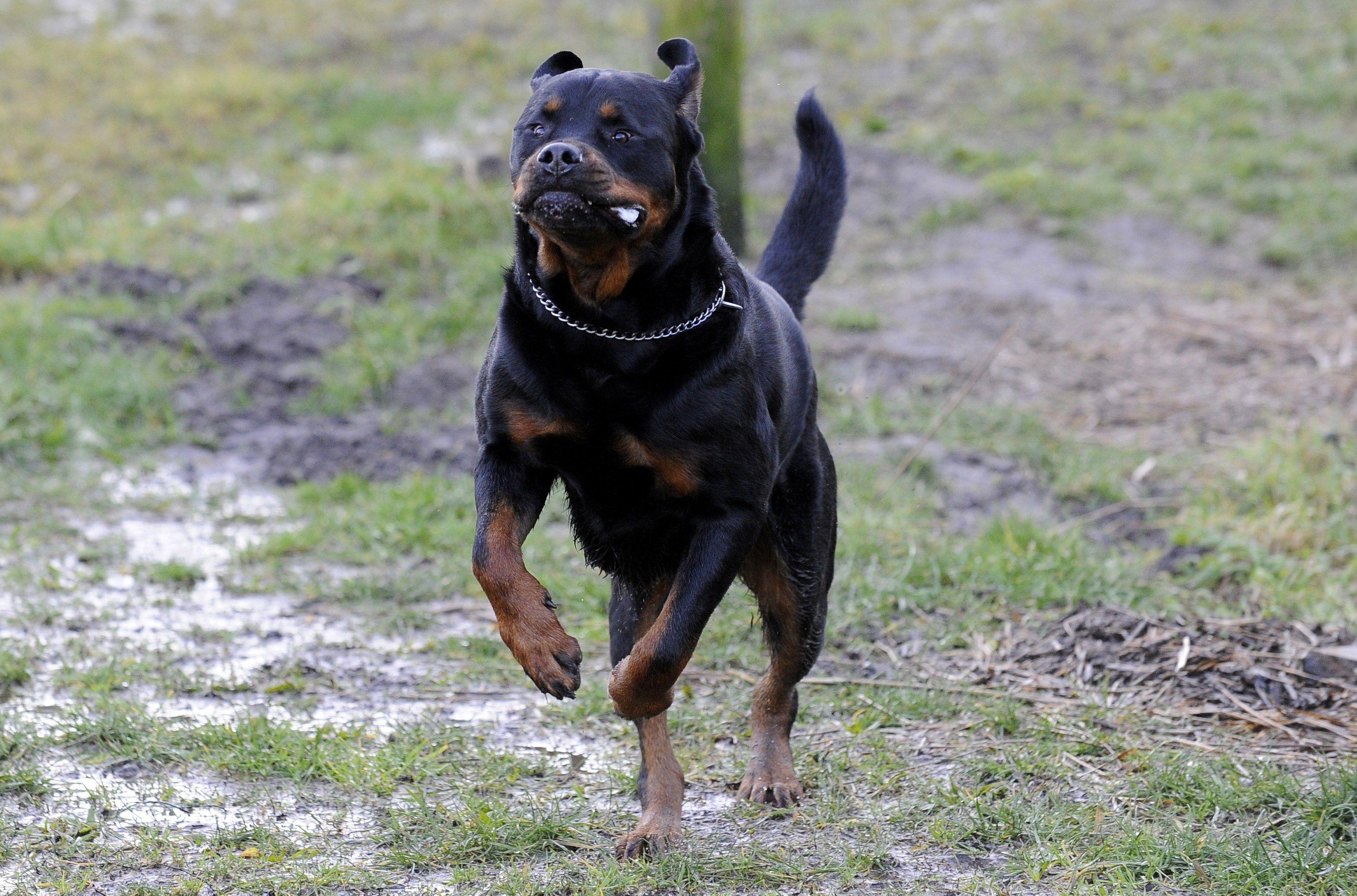 Angry Rottweiler Wallpapers - Top Free Angry Rottweiler Backgrounds -  WallpaperAccess