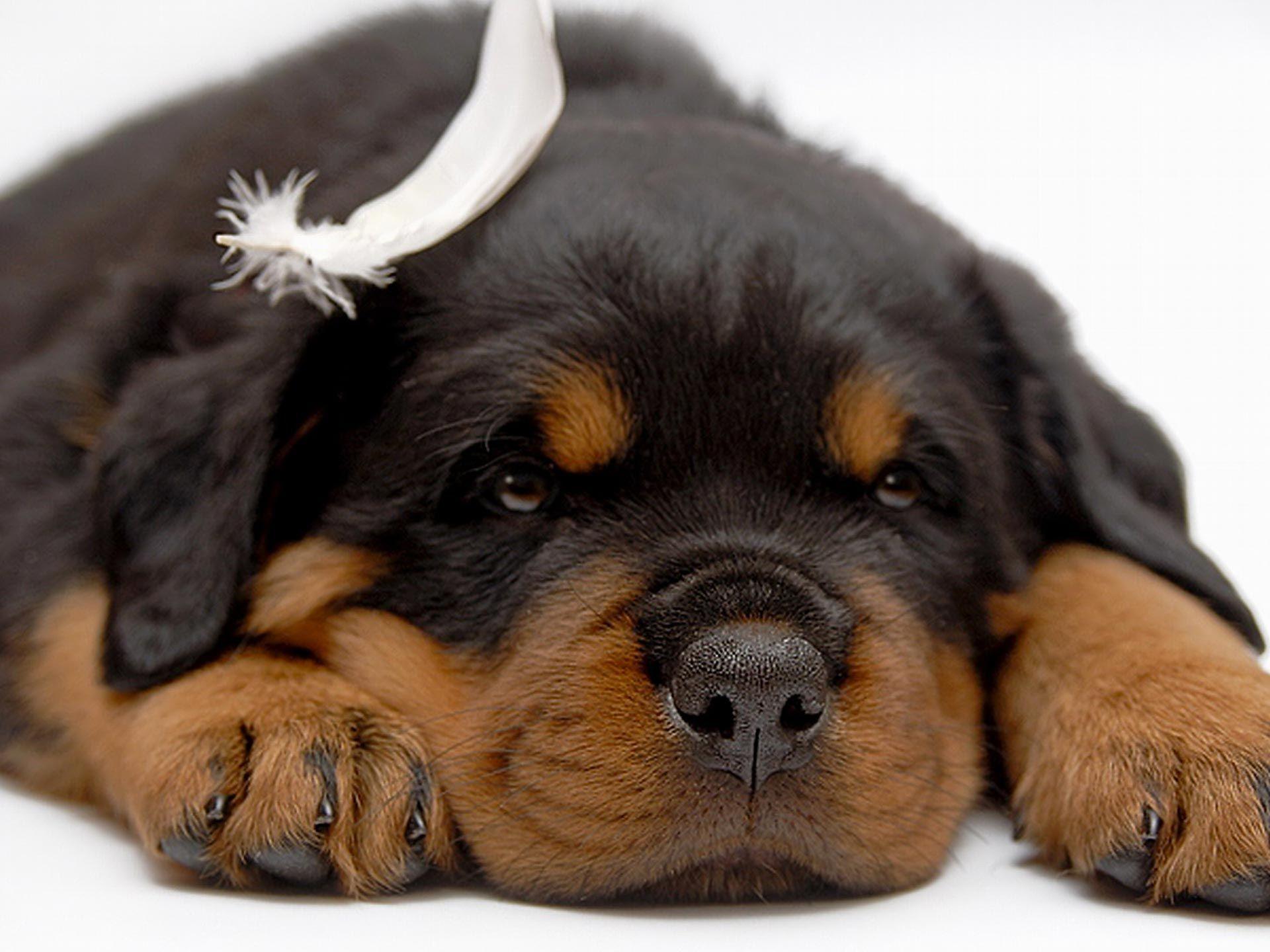 1920x1440 SO CUTE!!. Rottweiler dog, Rottweiler puppies, Rottweiler love