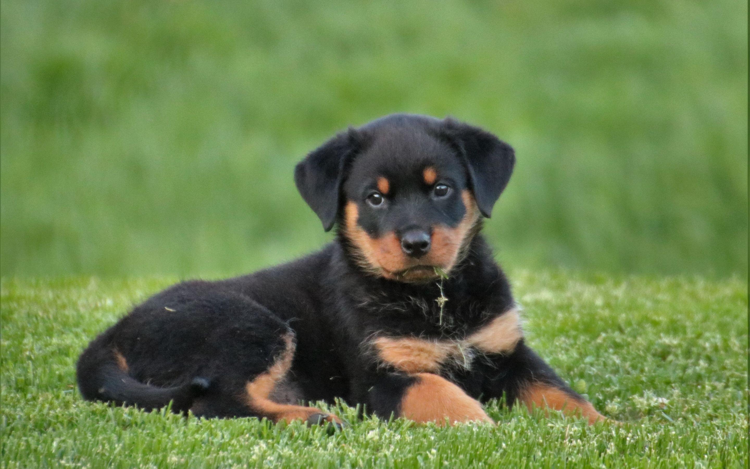 2880x1800 rottweiler, puppy, dog Macbook Pro Retina Wallpaper, HD Animals 4K Wallpaper, Image, Photo and Background