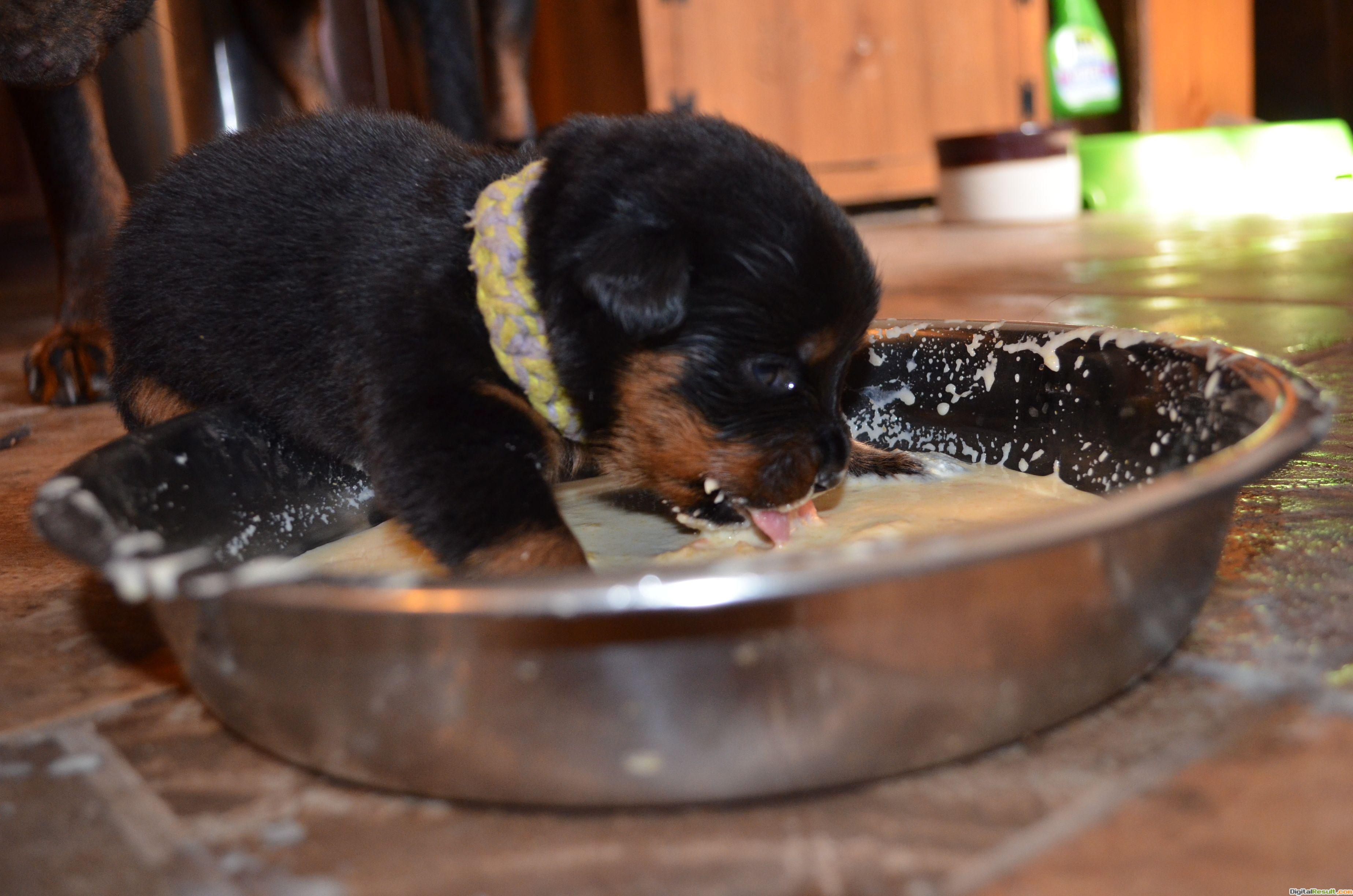 3696x2448 Animal wallpaper Rottweiler Puppies wallpaper - Rottweiler Dogs HD Wallpaper